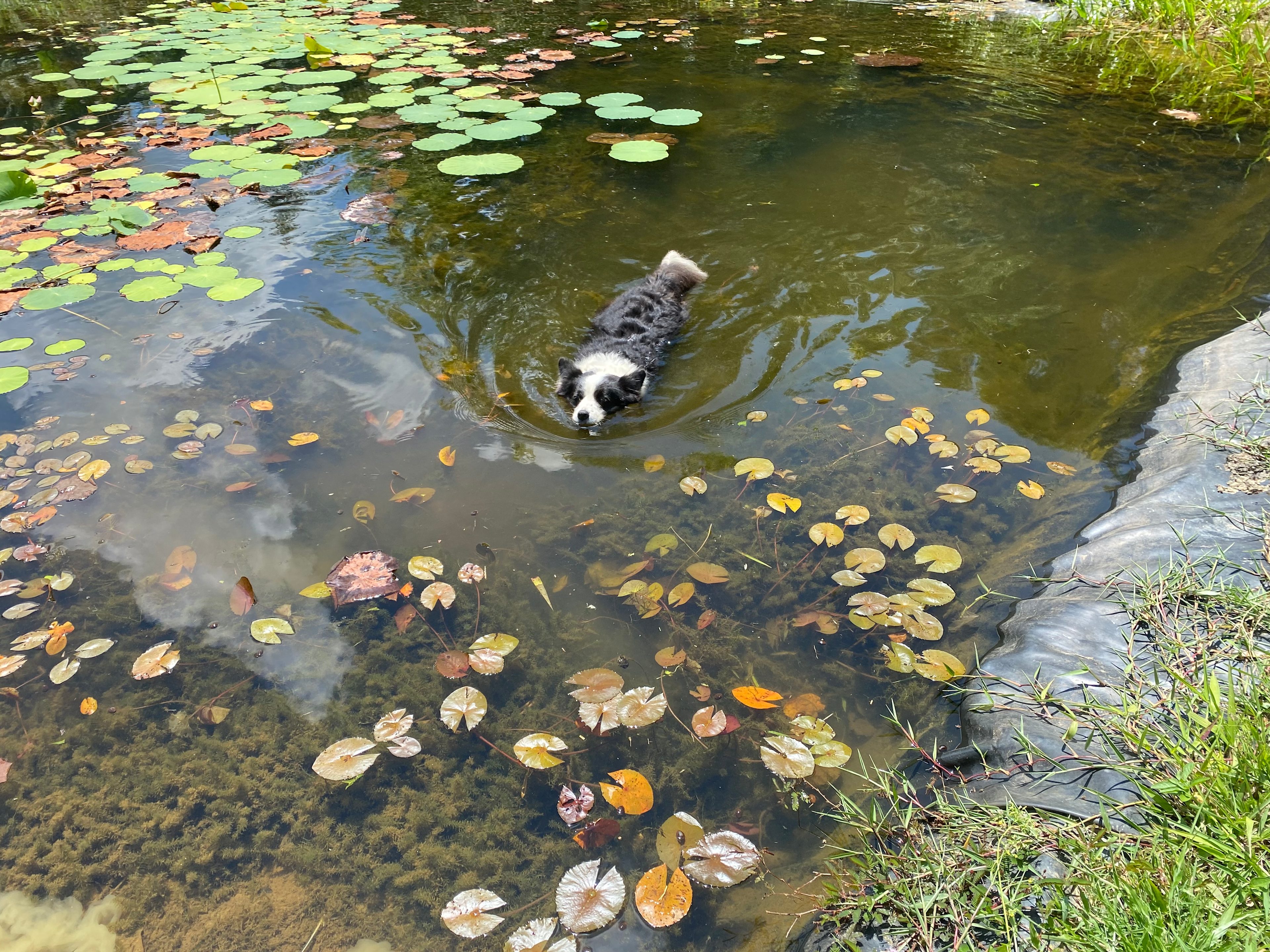 Zazen Permaculture Farm