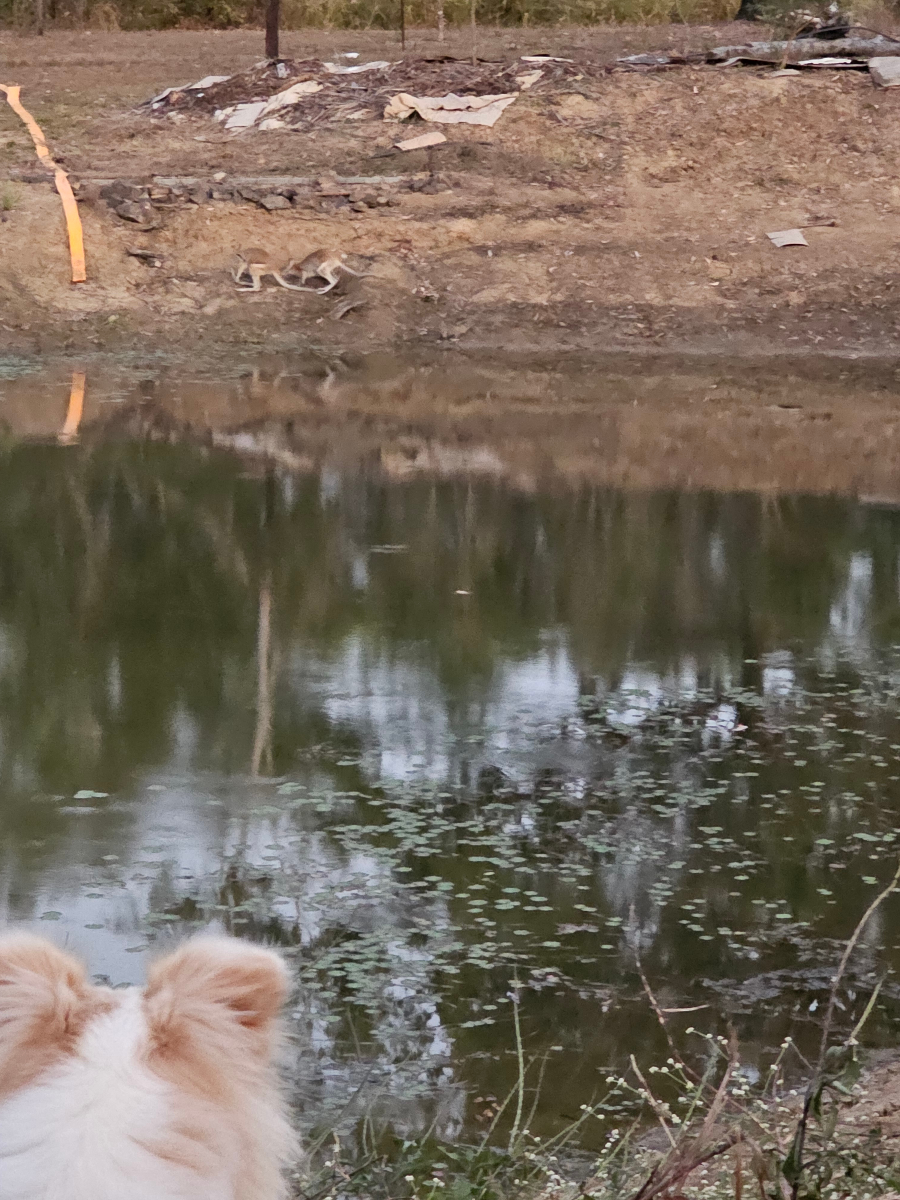 Our little peace of country