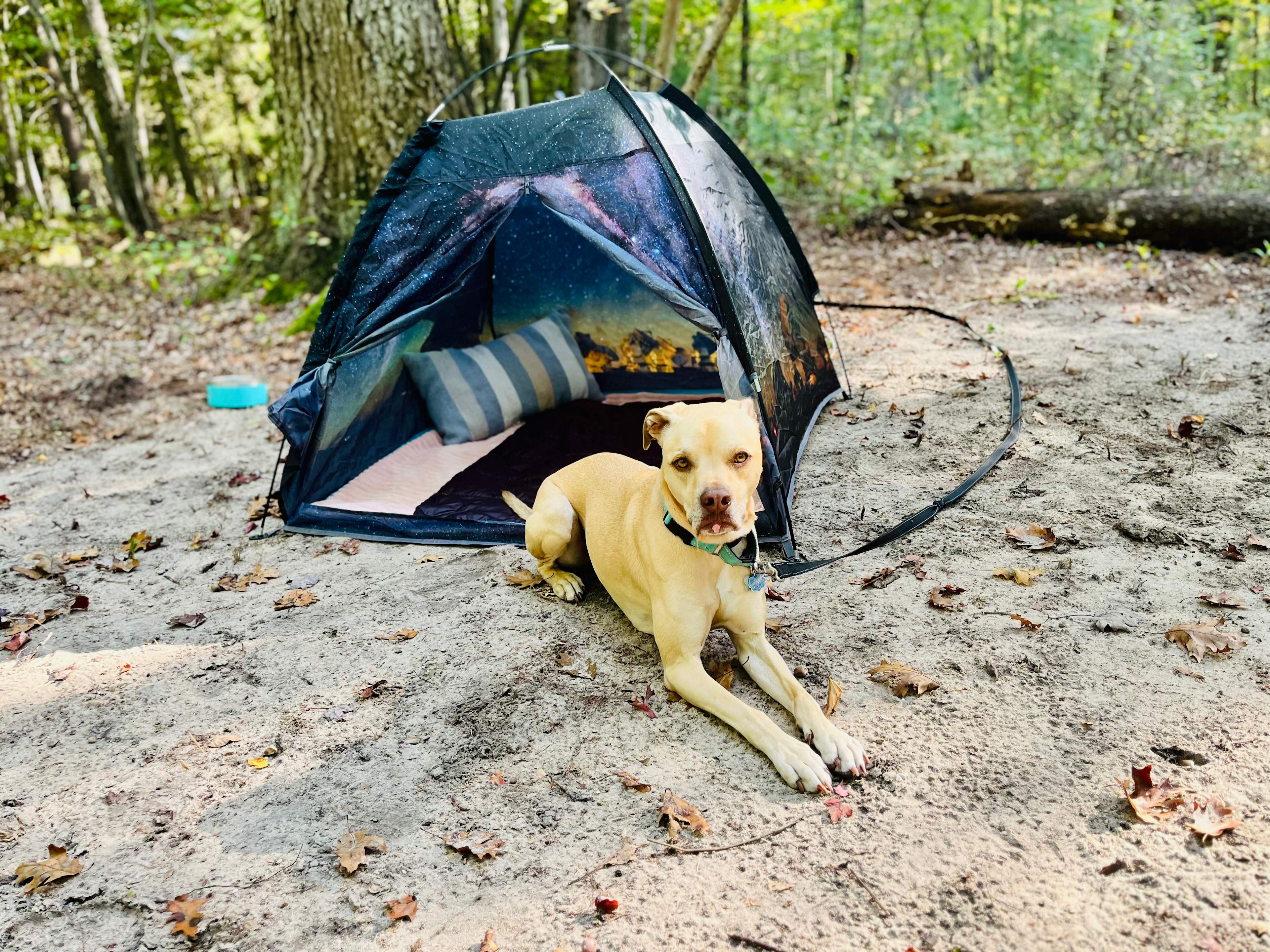 Valley of the Giants Camp