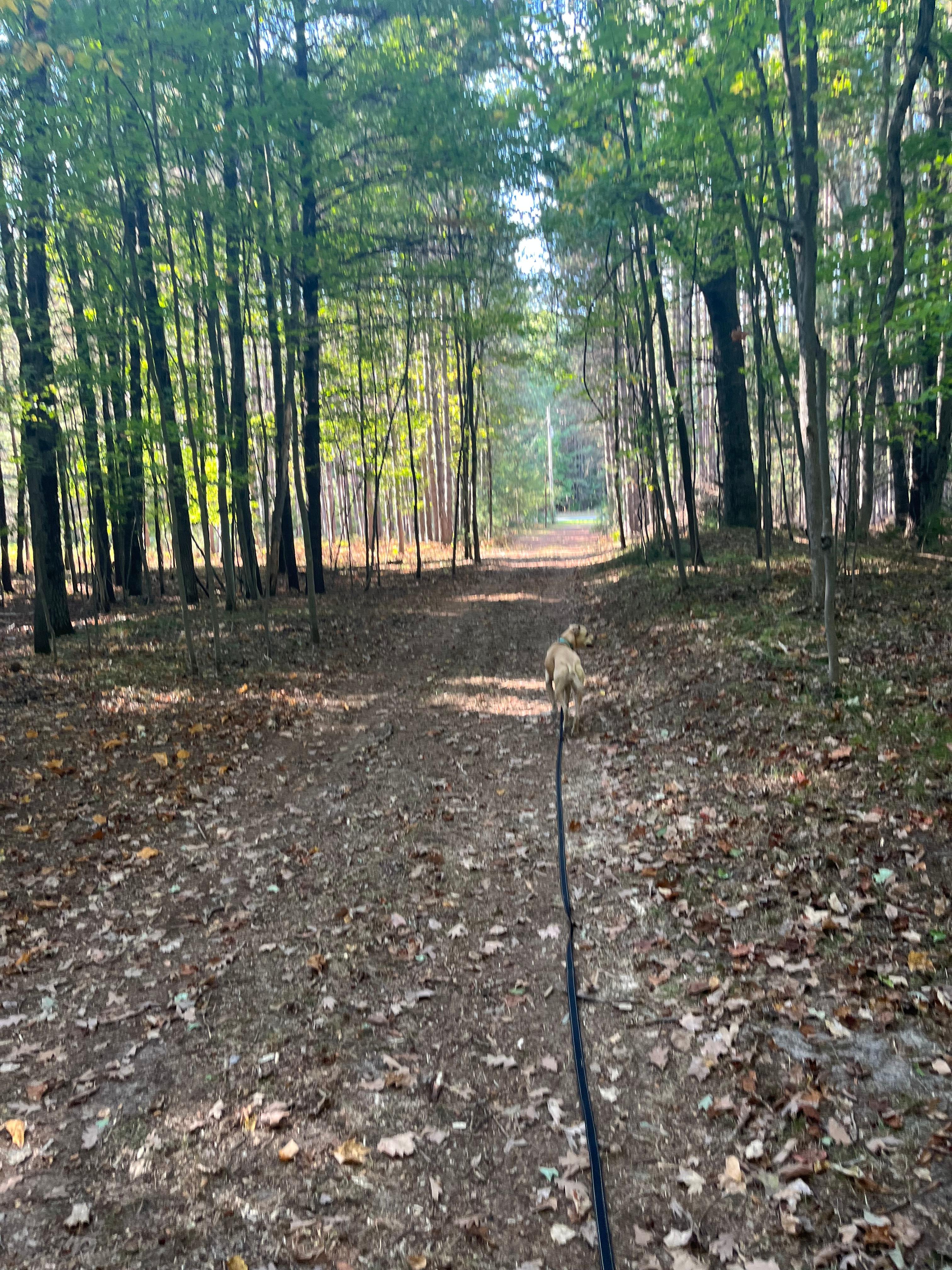 Valley of the Giants Camp