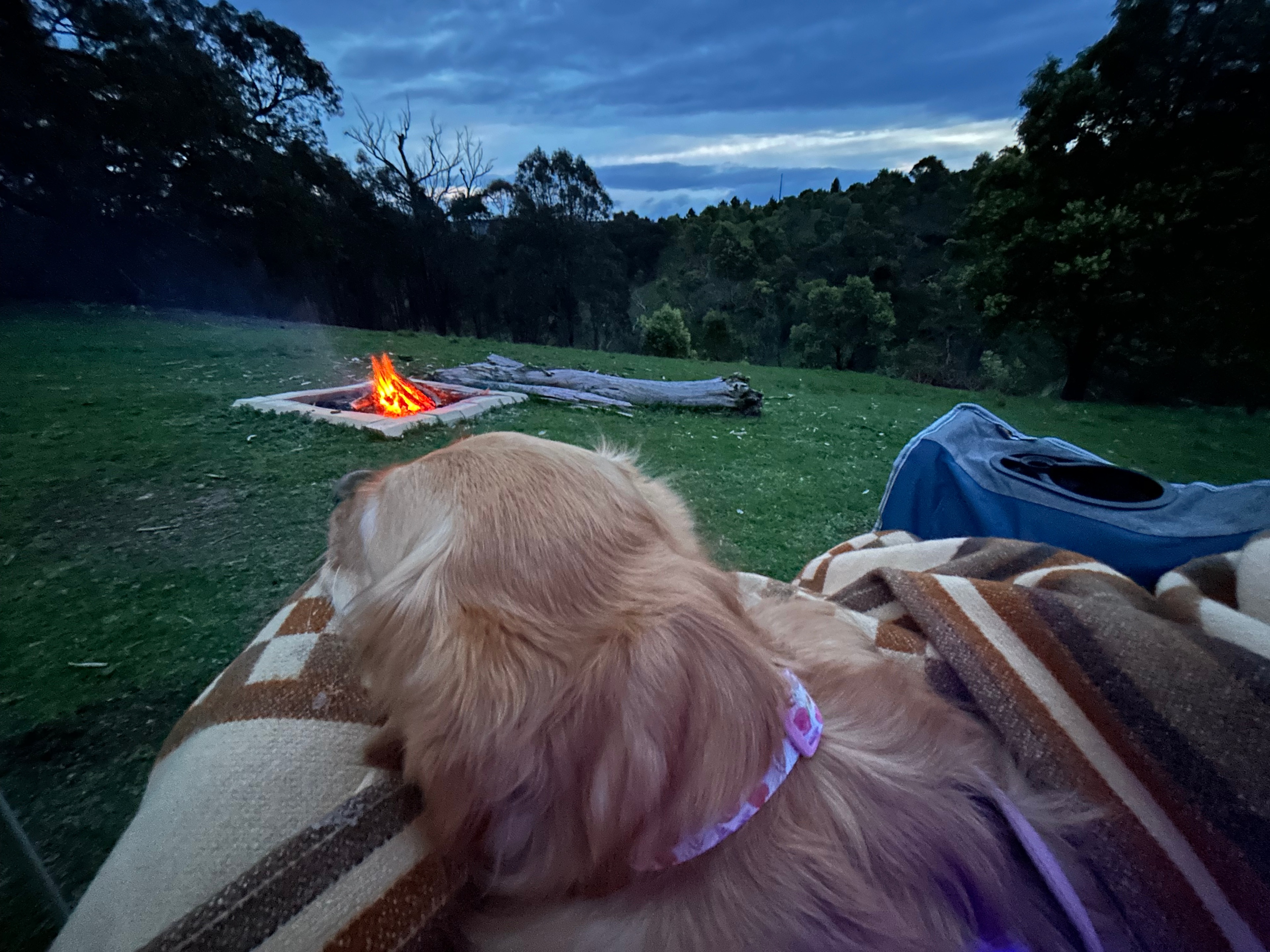 Pooch enjoying the campfire views
