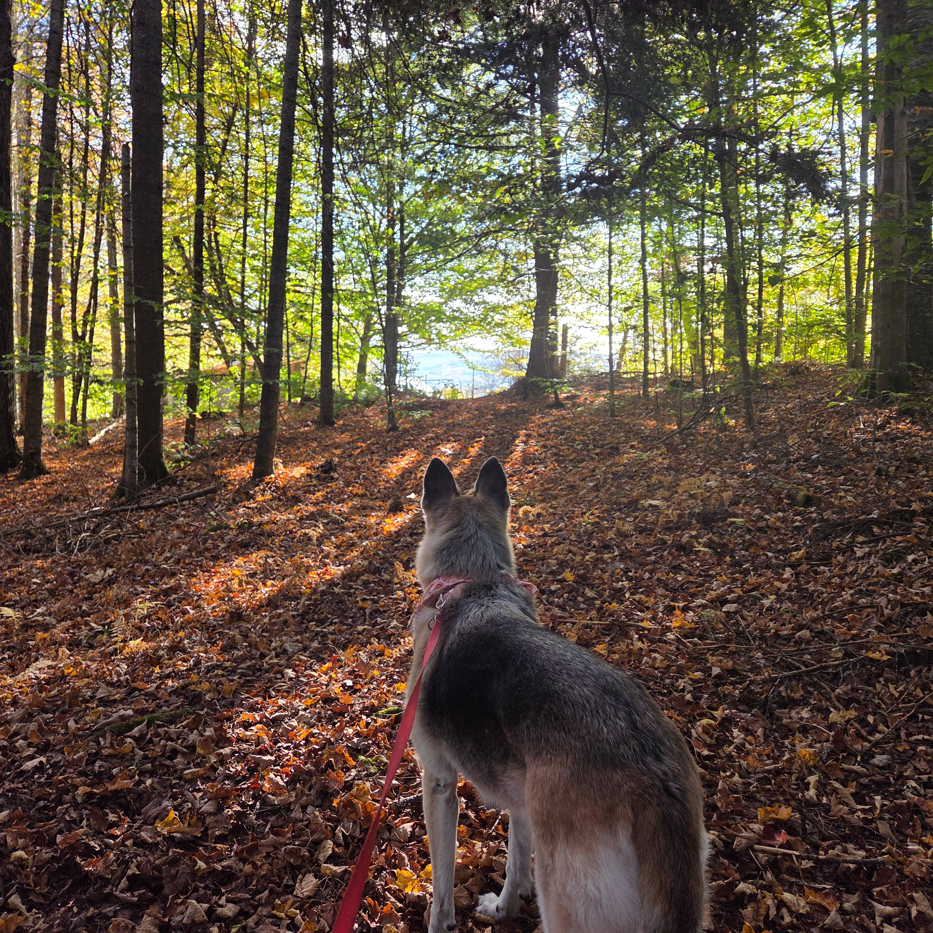 View from a small trail
