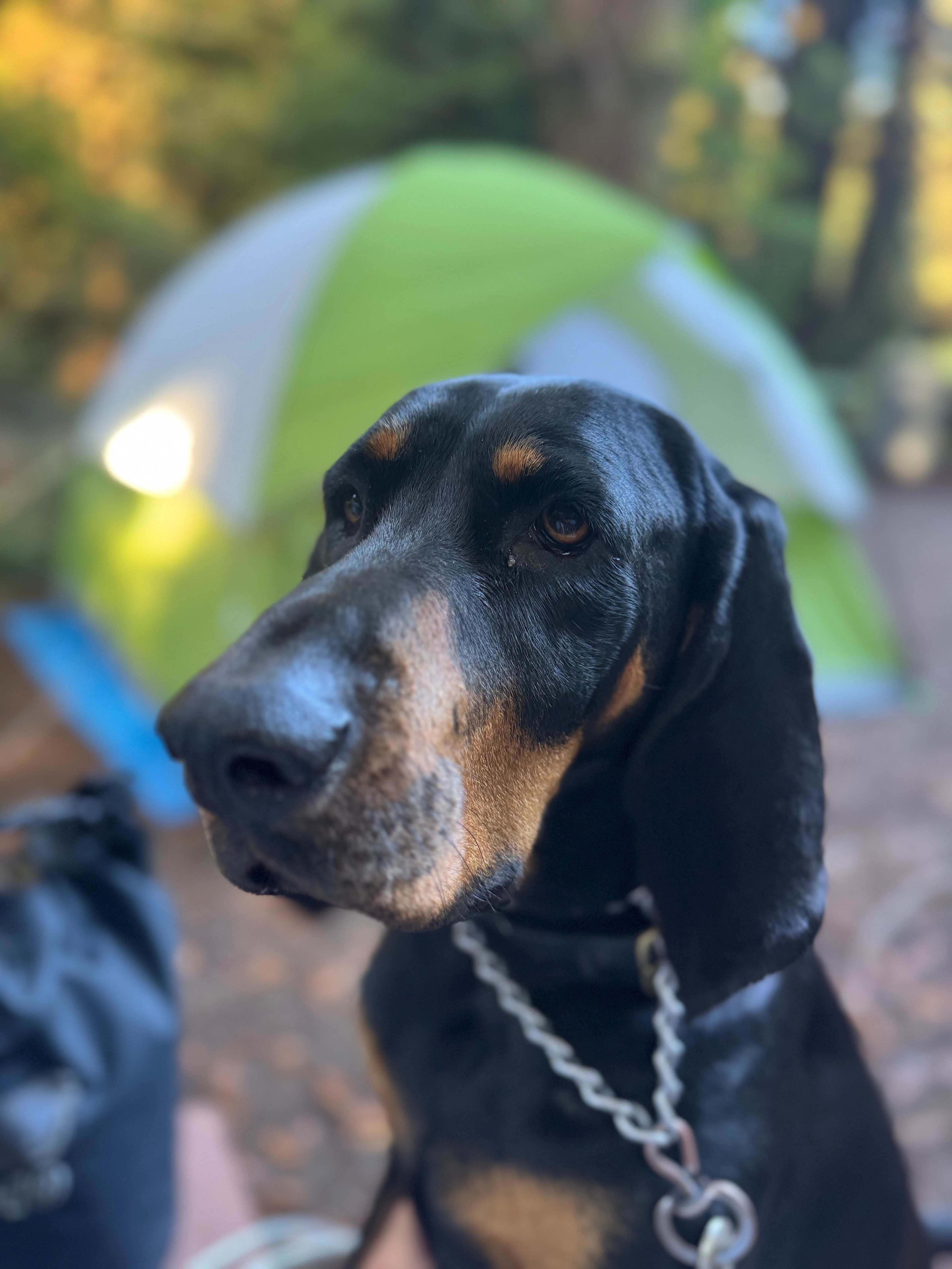 Ramblin' Redwoods Campground 