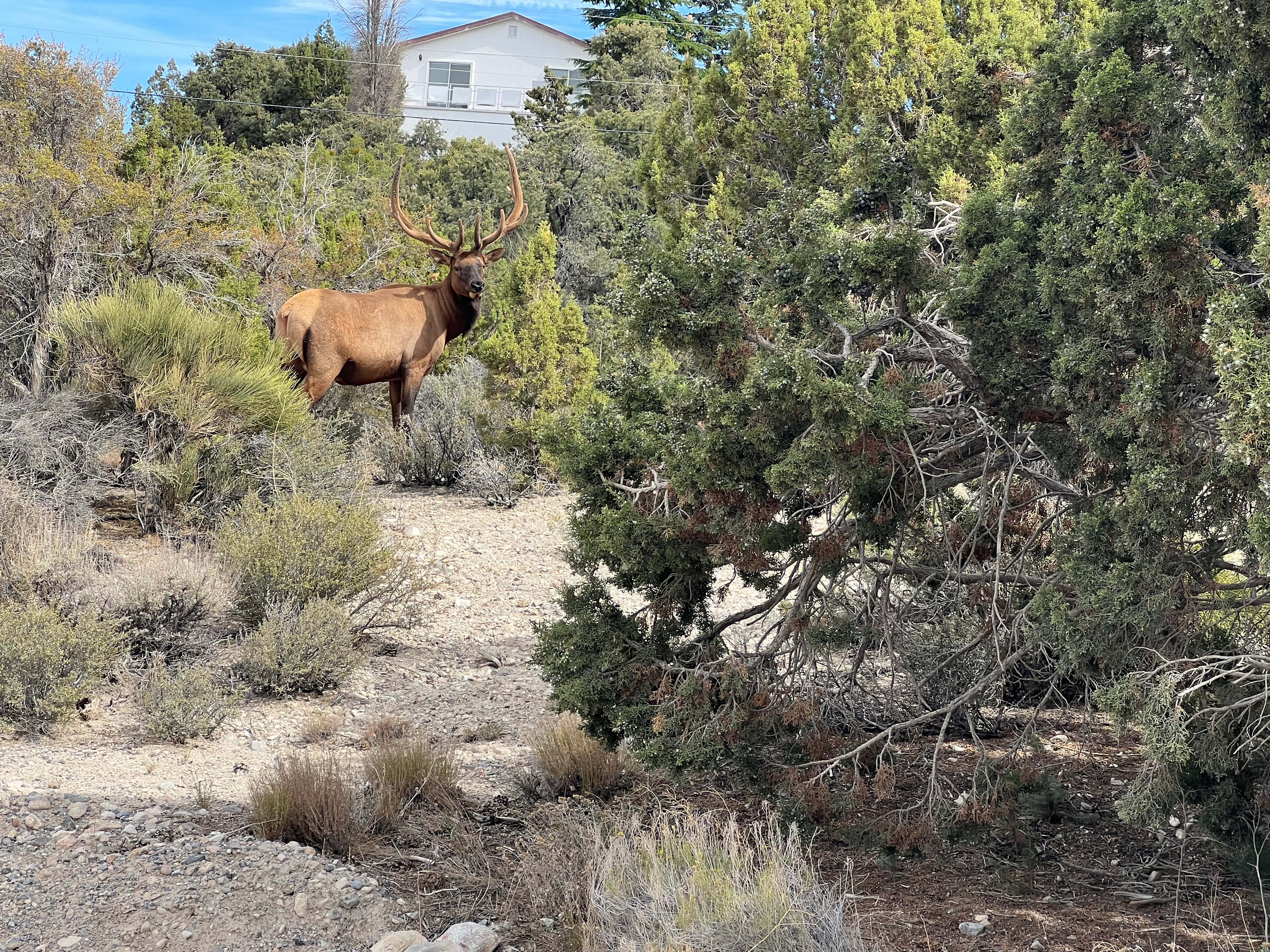 Wild Sage Ranch Elk Preserve