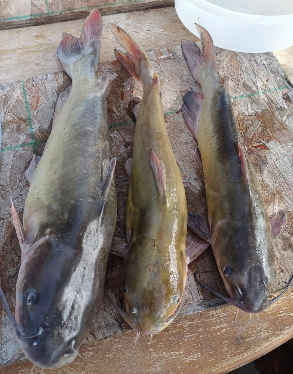 Carter Family Property