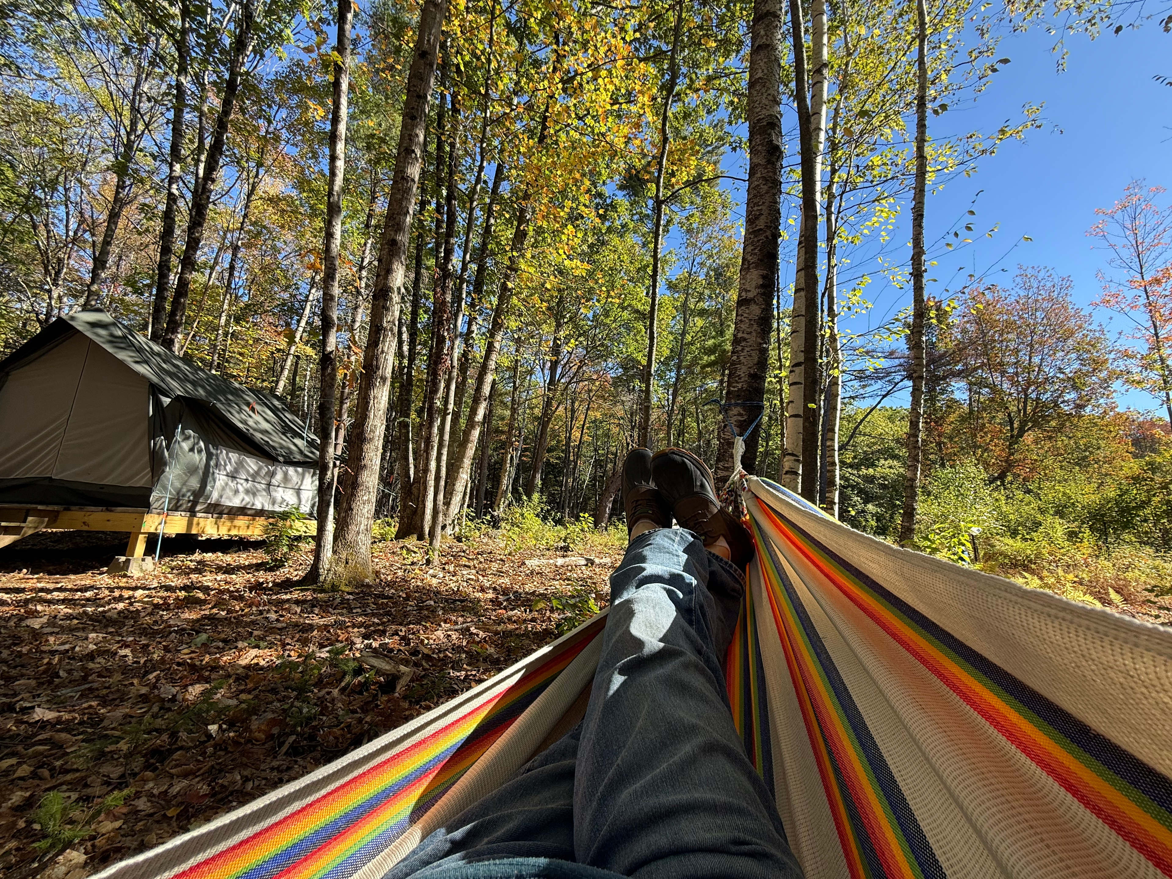 Watkins Woods on Mt Kearsarge