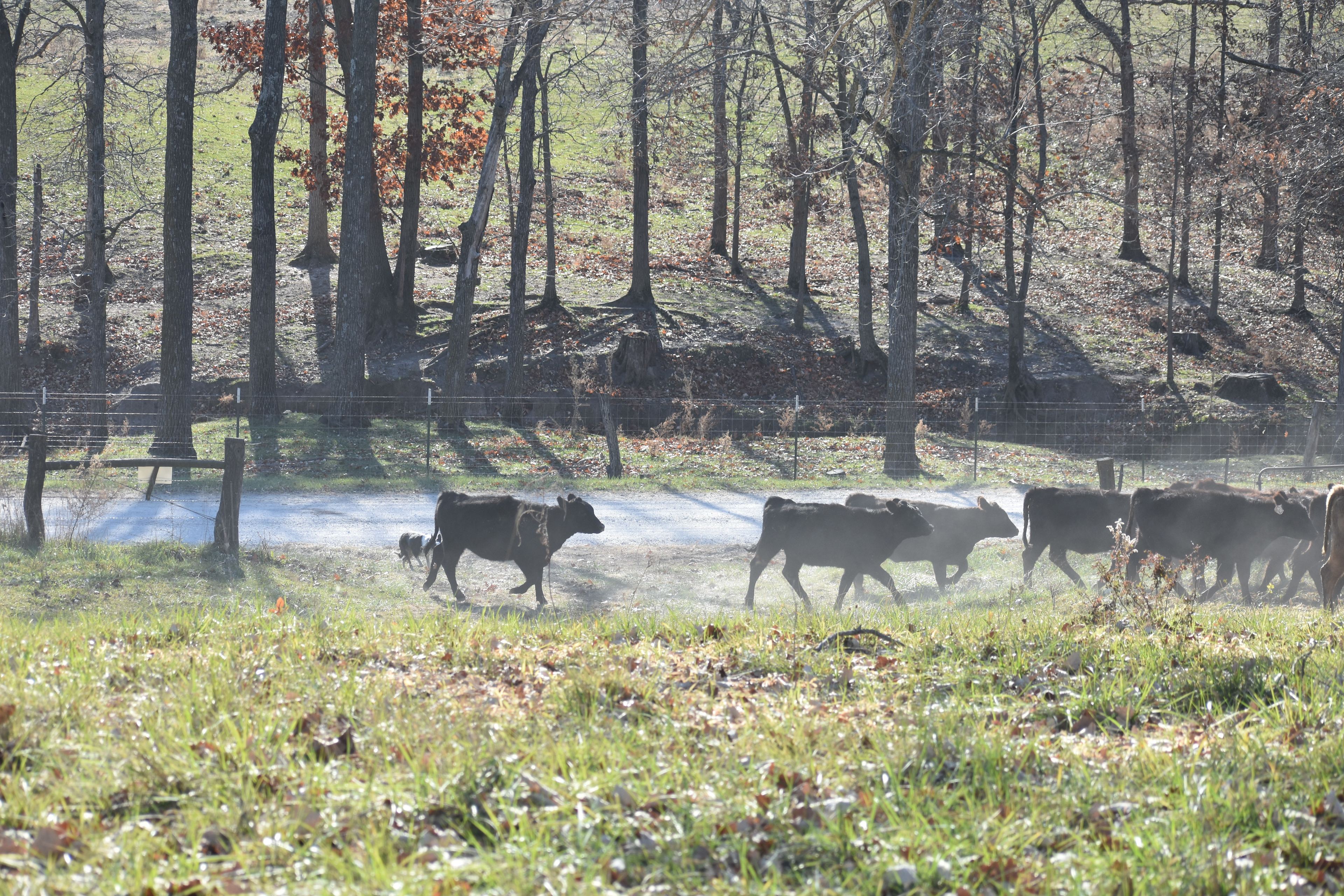 Quiet Country Farmland