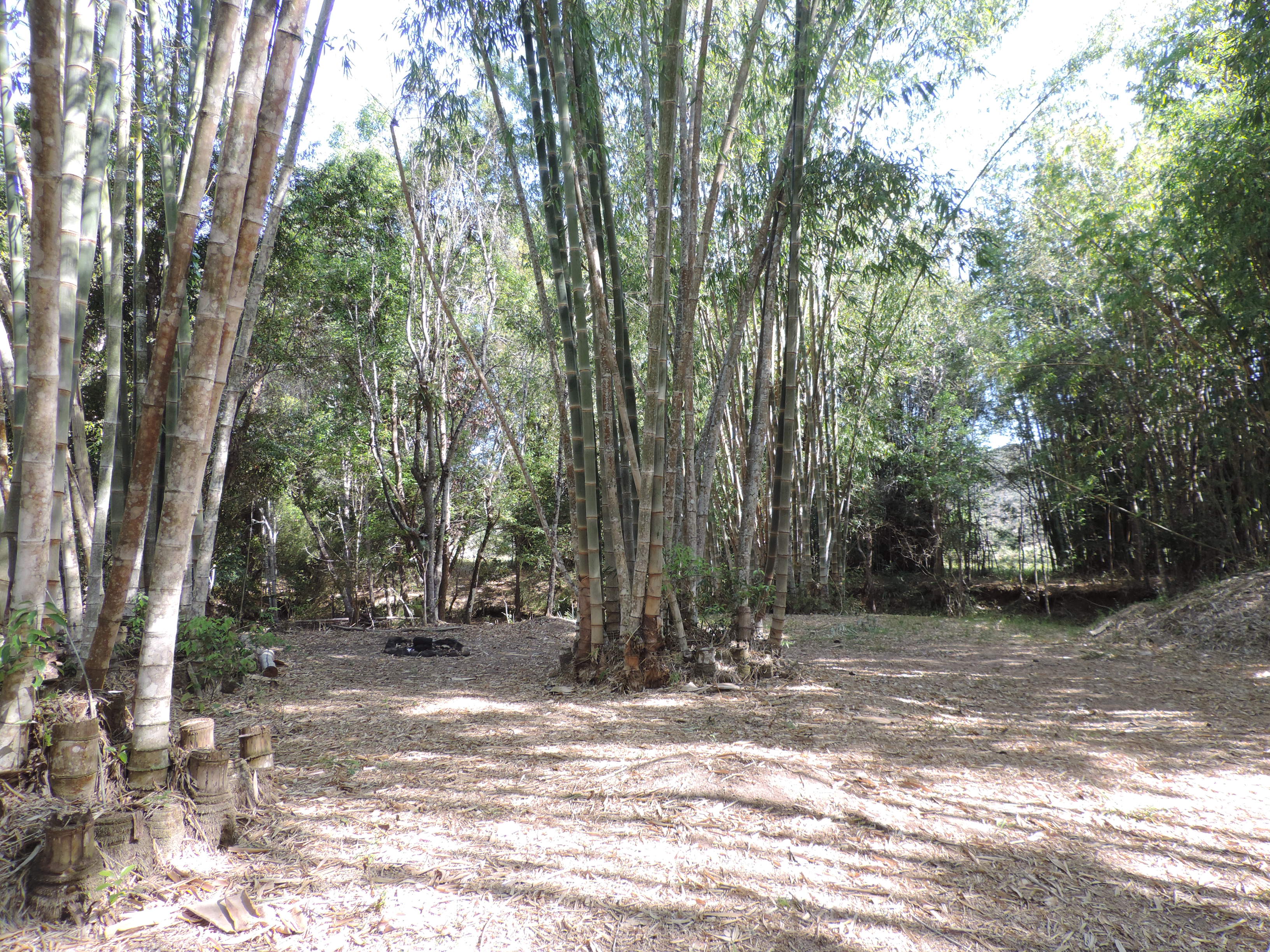Belli Bamboo Parkland