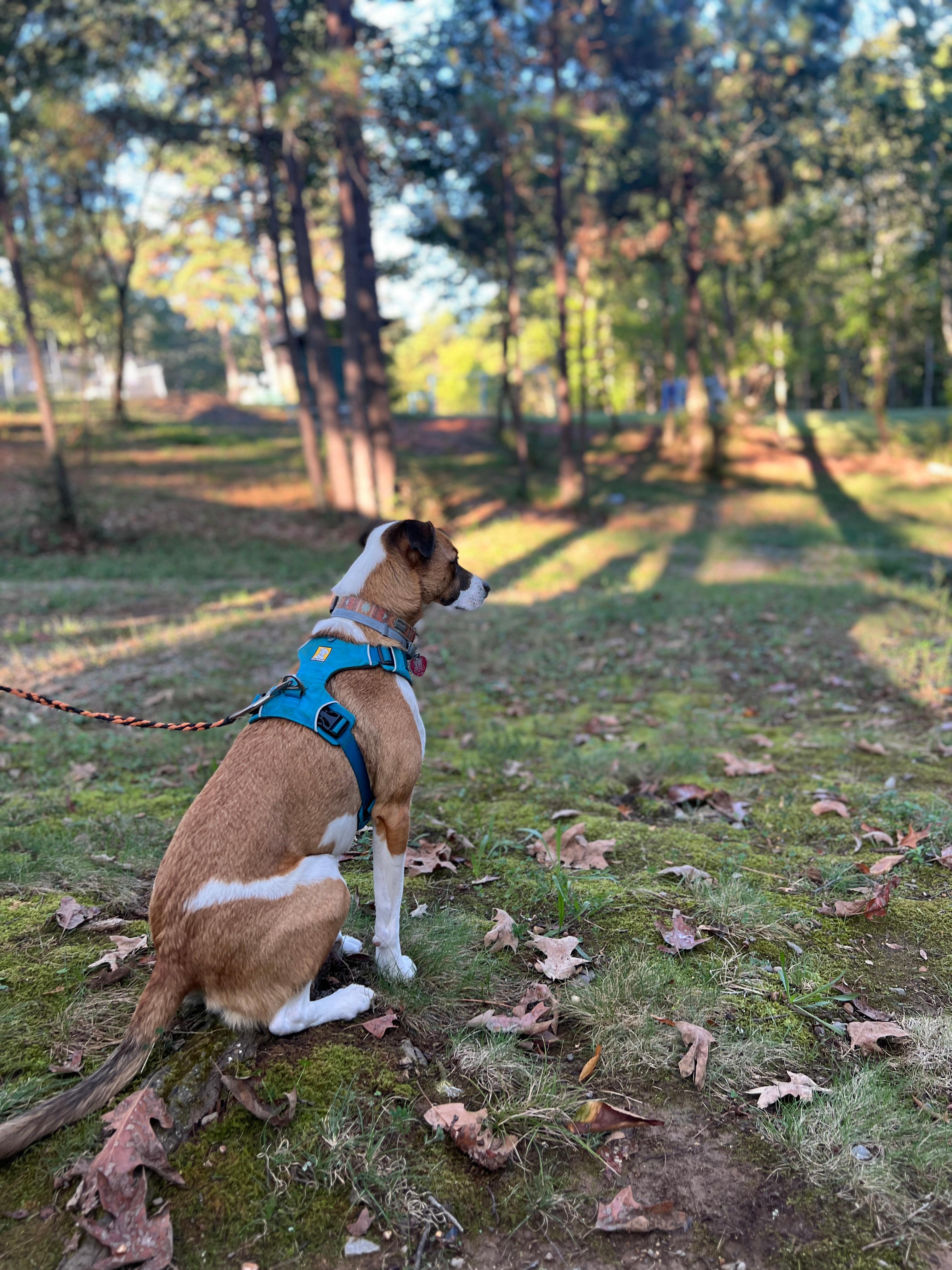 Tanglewood Campground & RV Resort