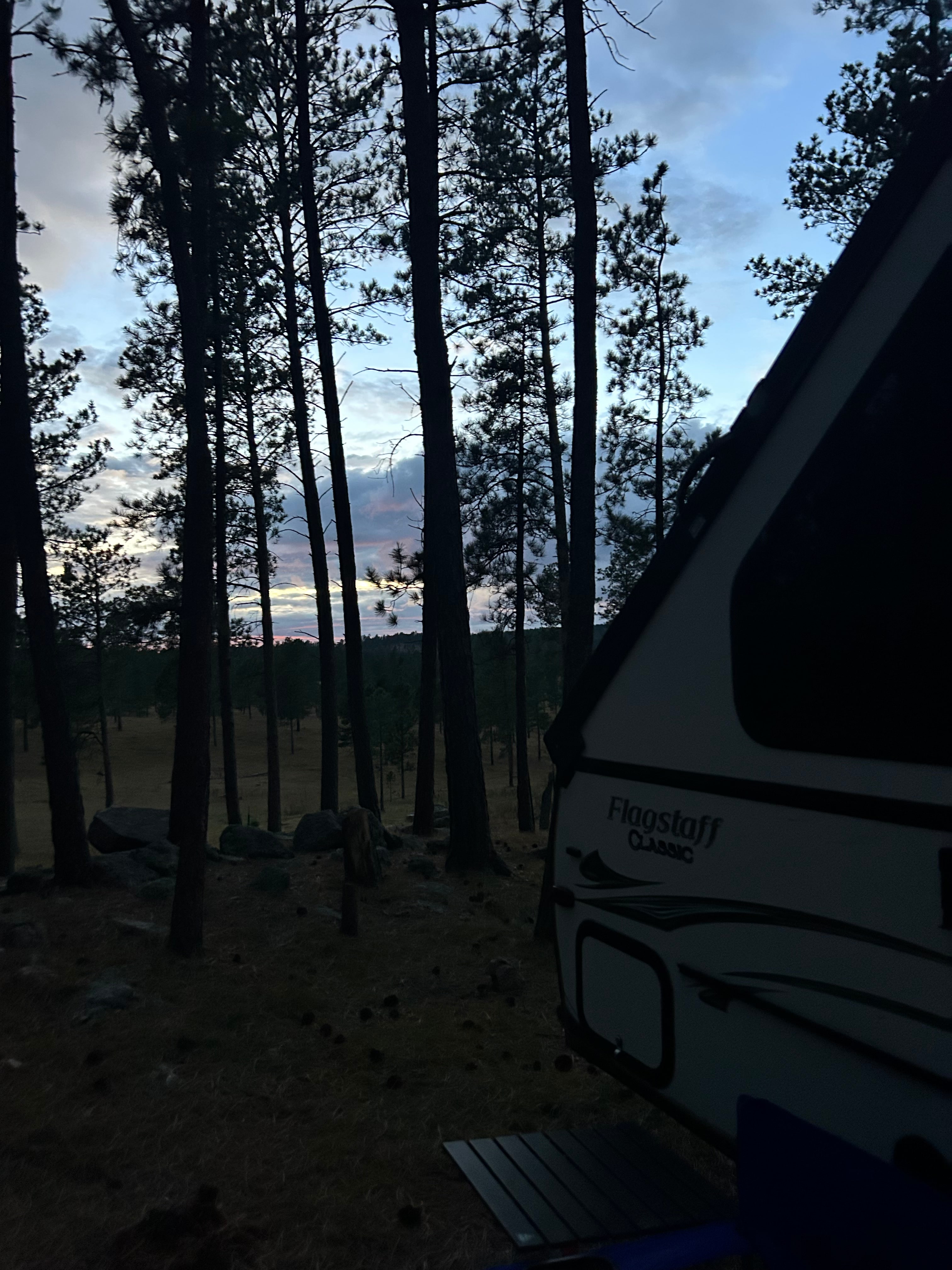 Tent camping near a pine forest