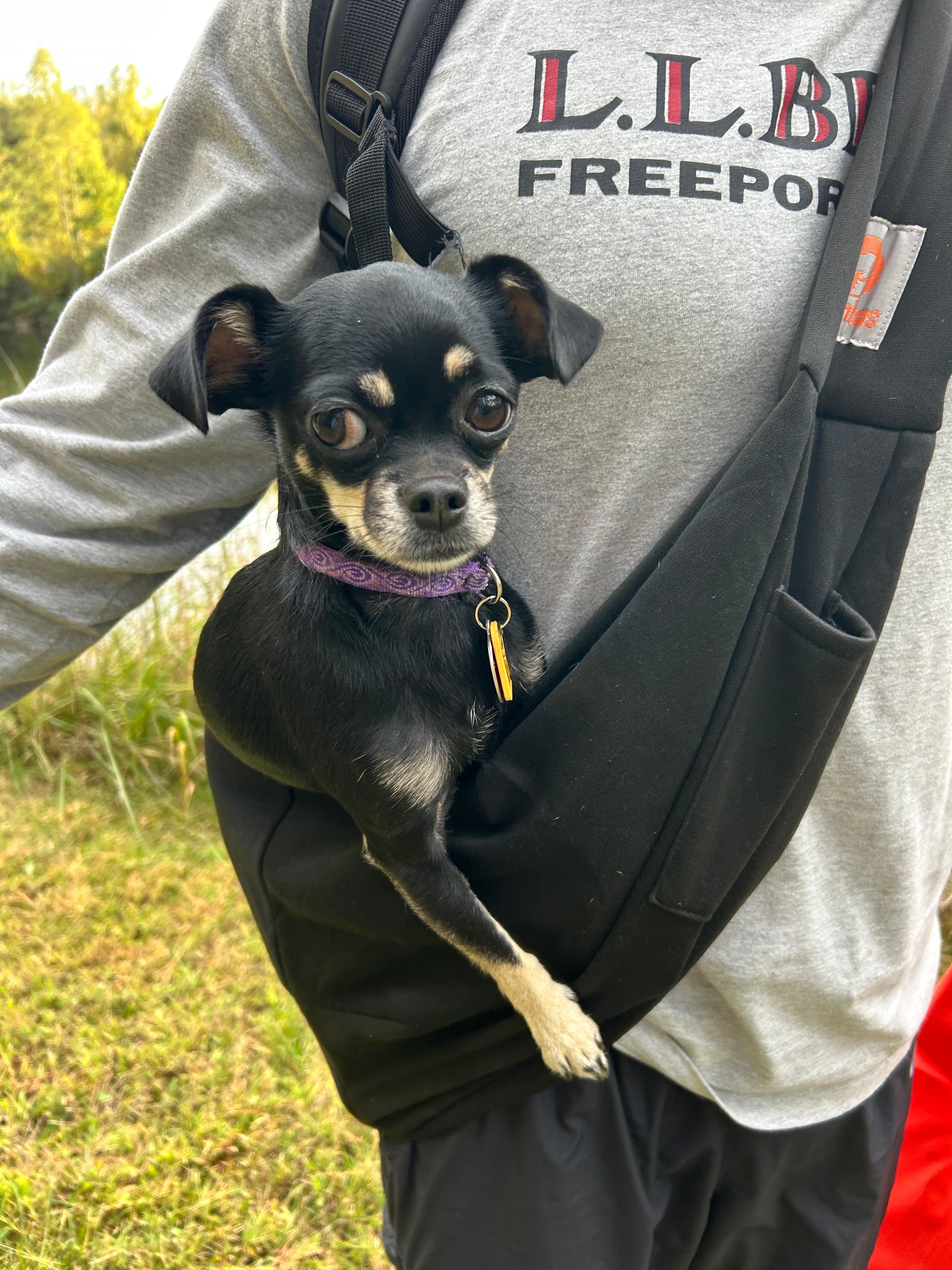 Chihuahua transportation 