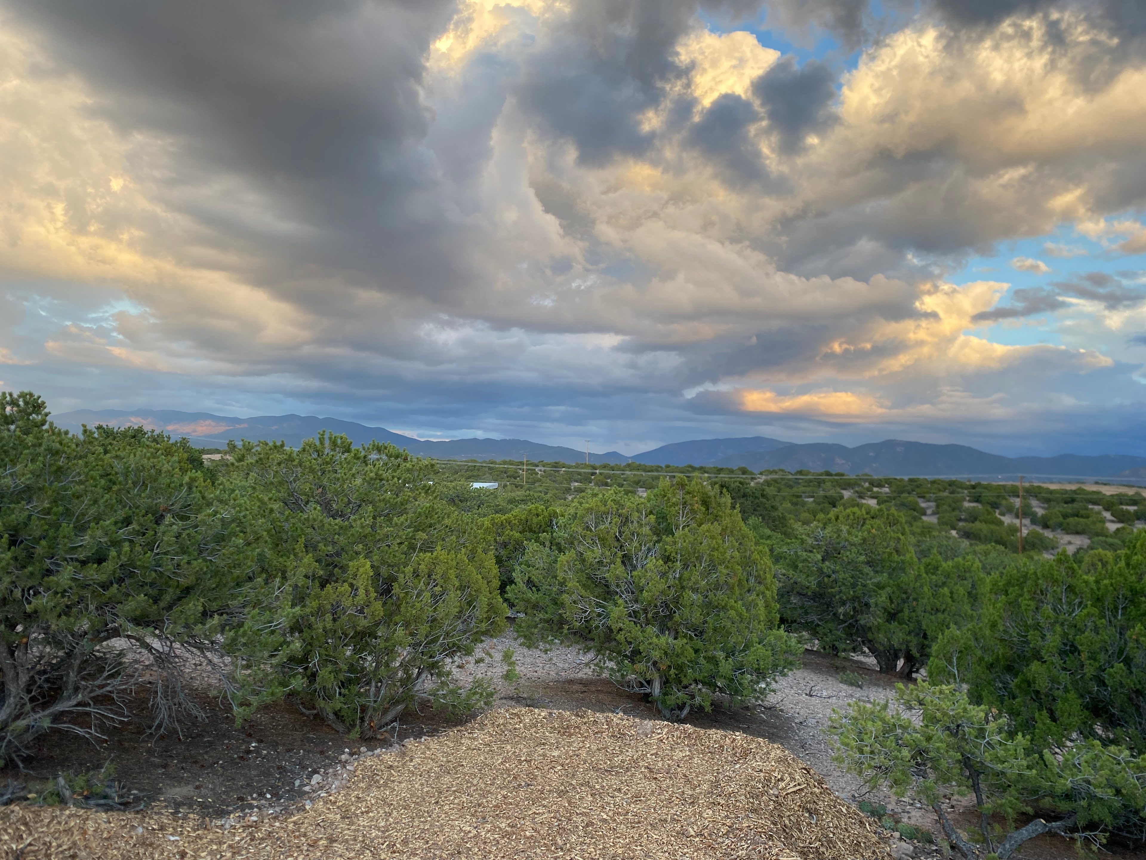Piñon Pine And Prickly Pear