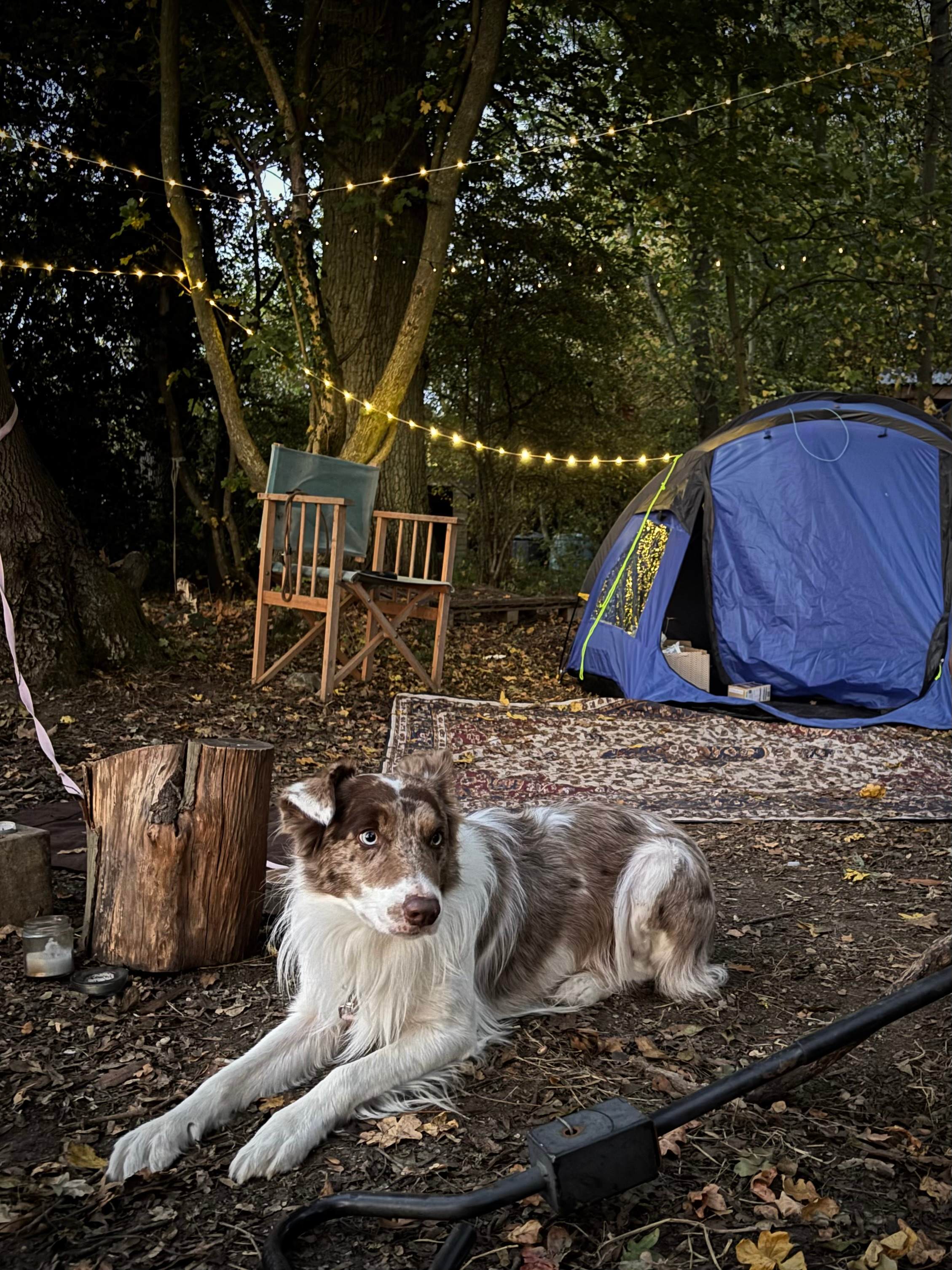 Secluded Woodland Camp
