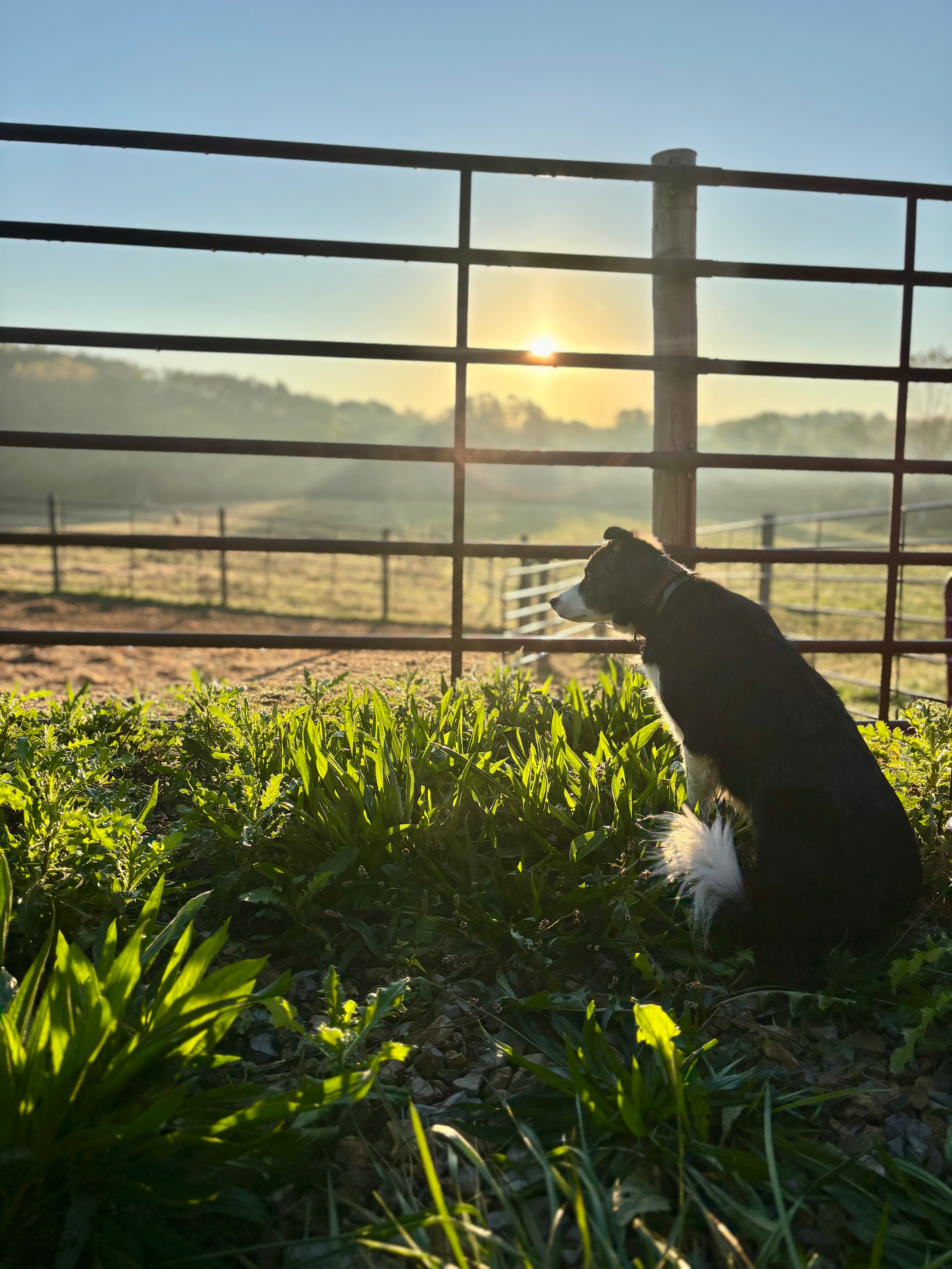 Cherokee Valley Bison Ranch Creekside Retreat