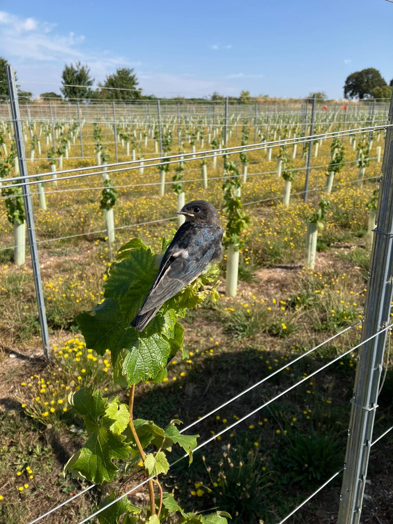 Liba Vineyard