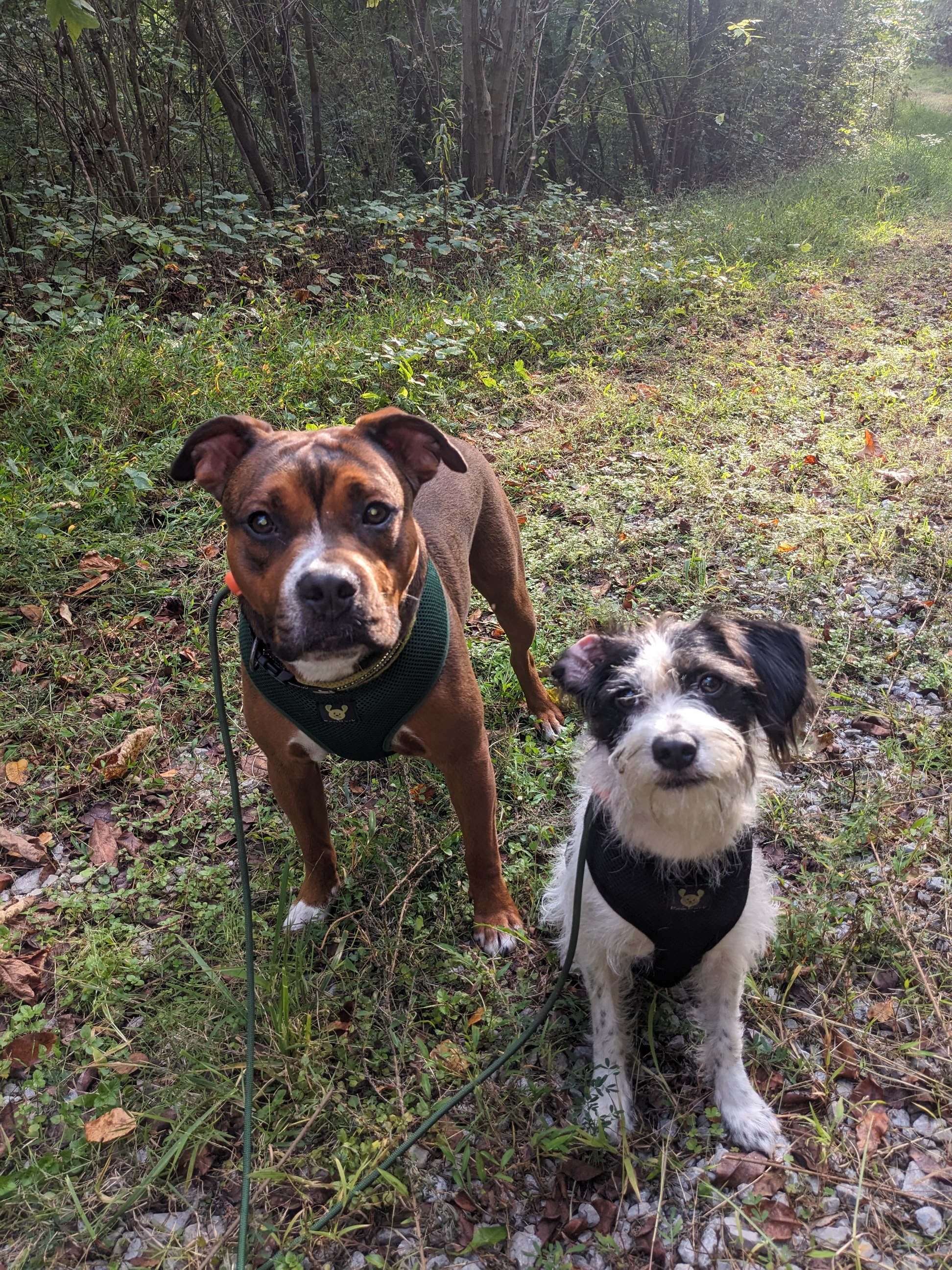 Brownie and Oreo loved it here. Kept them on leash at all times to avoid them running off.