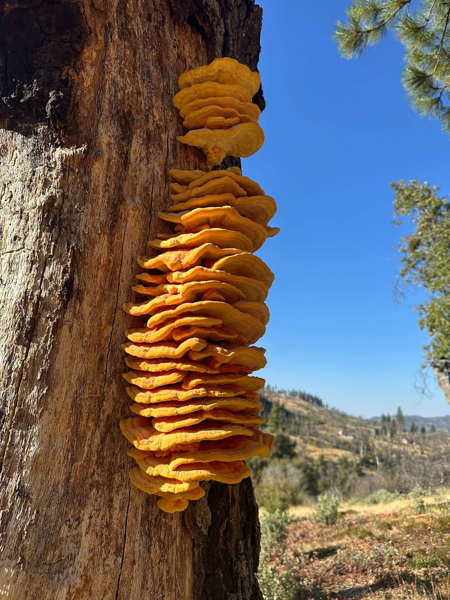 Musick Creek Falls  by Shaver Lake