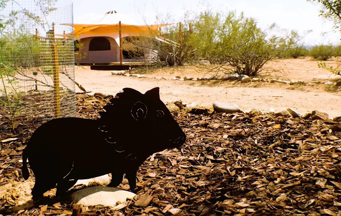 Mr. Javalina welcoming you to The Tombstone Rose camp site. Hoping you enjoy your stay. 