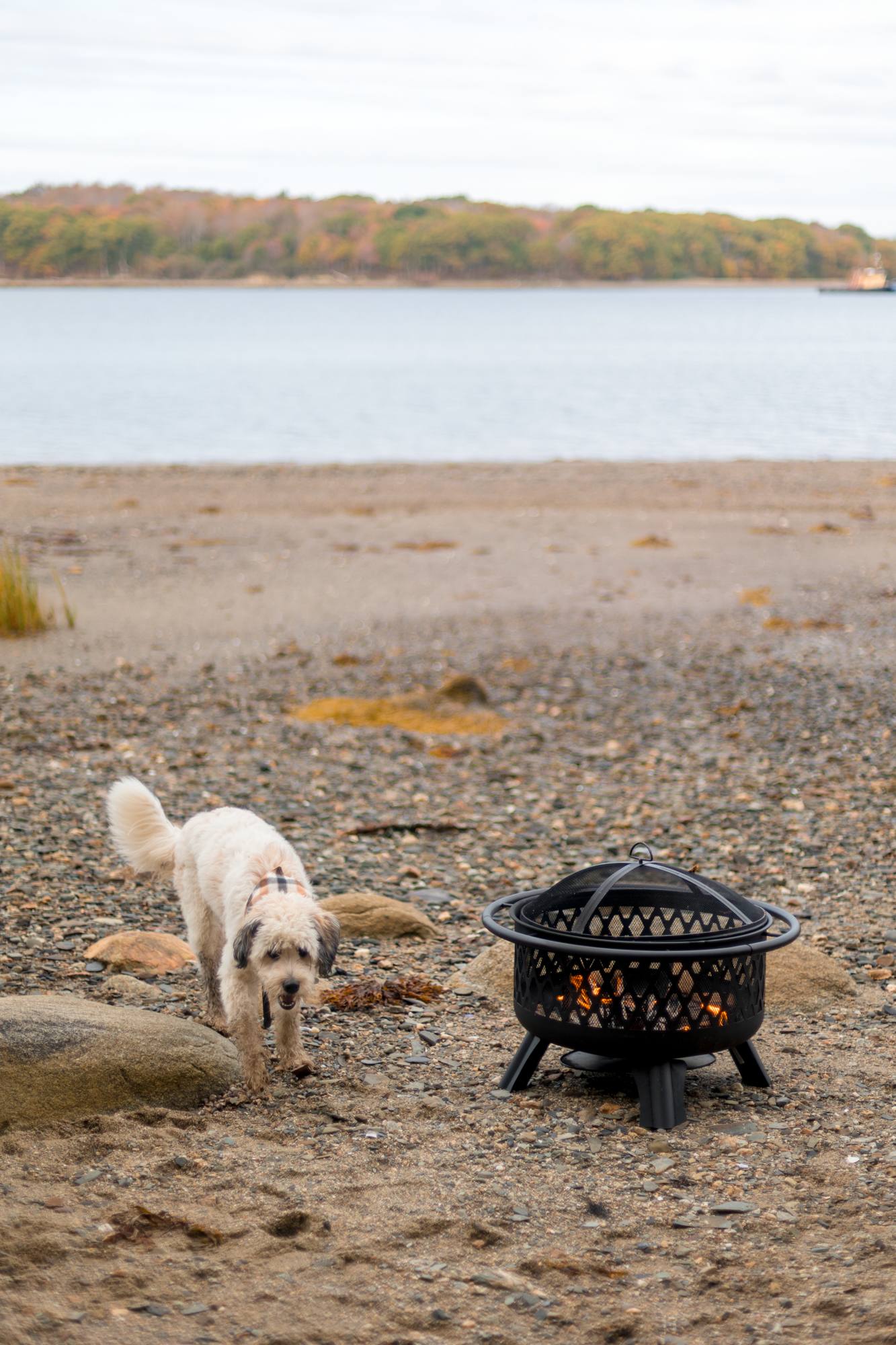 Your pups can enjoy the beach too.