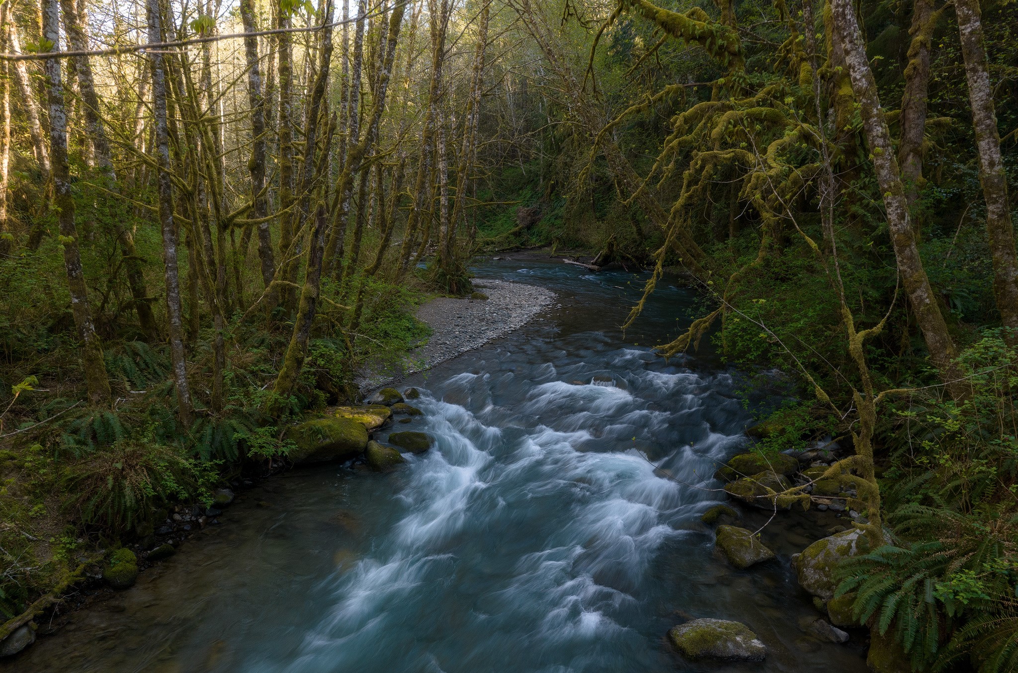Bright Family Forest