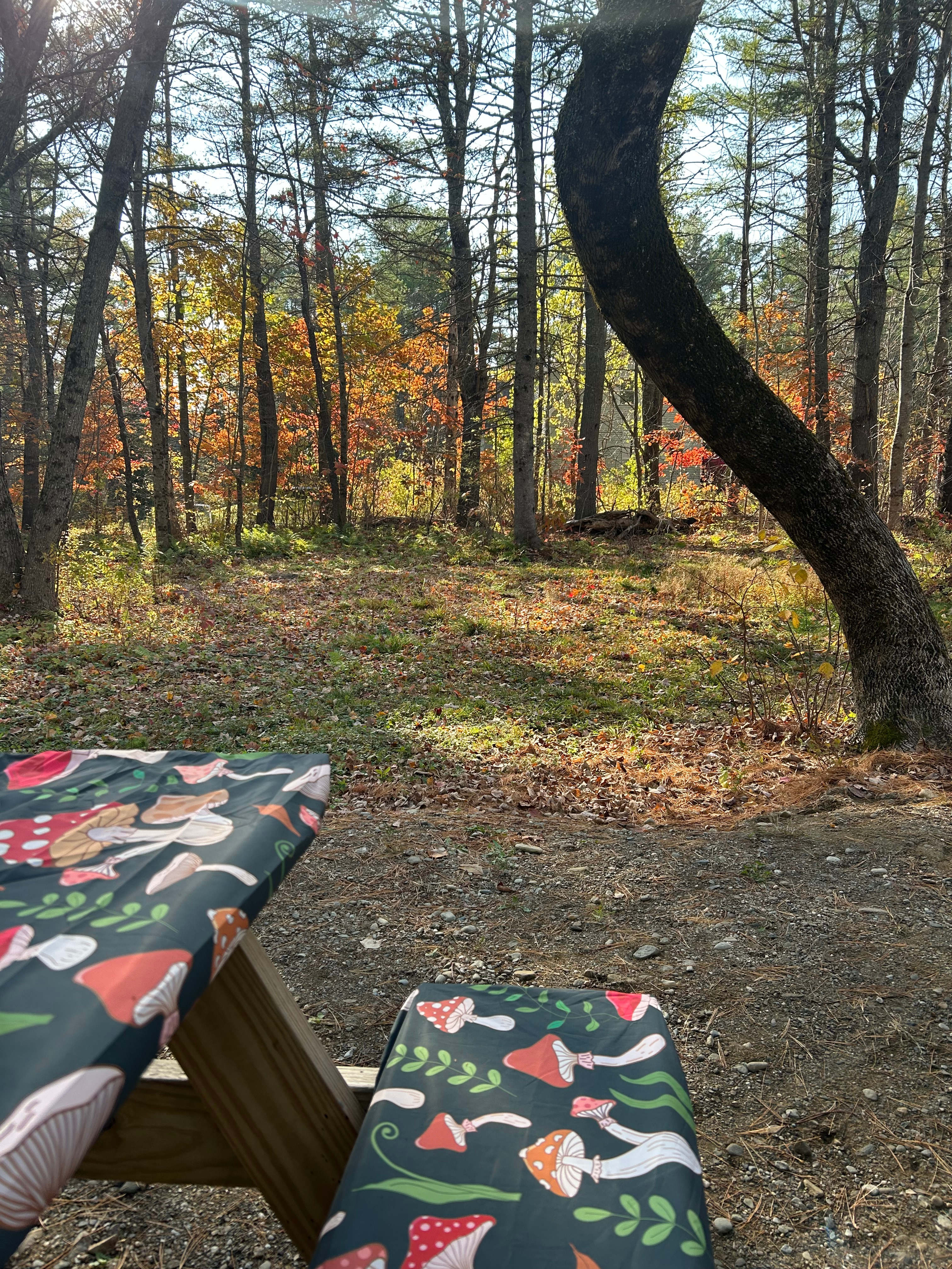 Feild View Paradise Campground