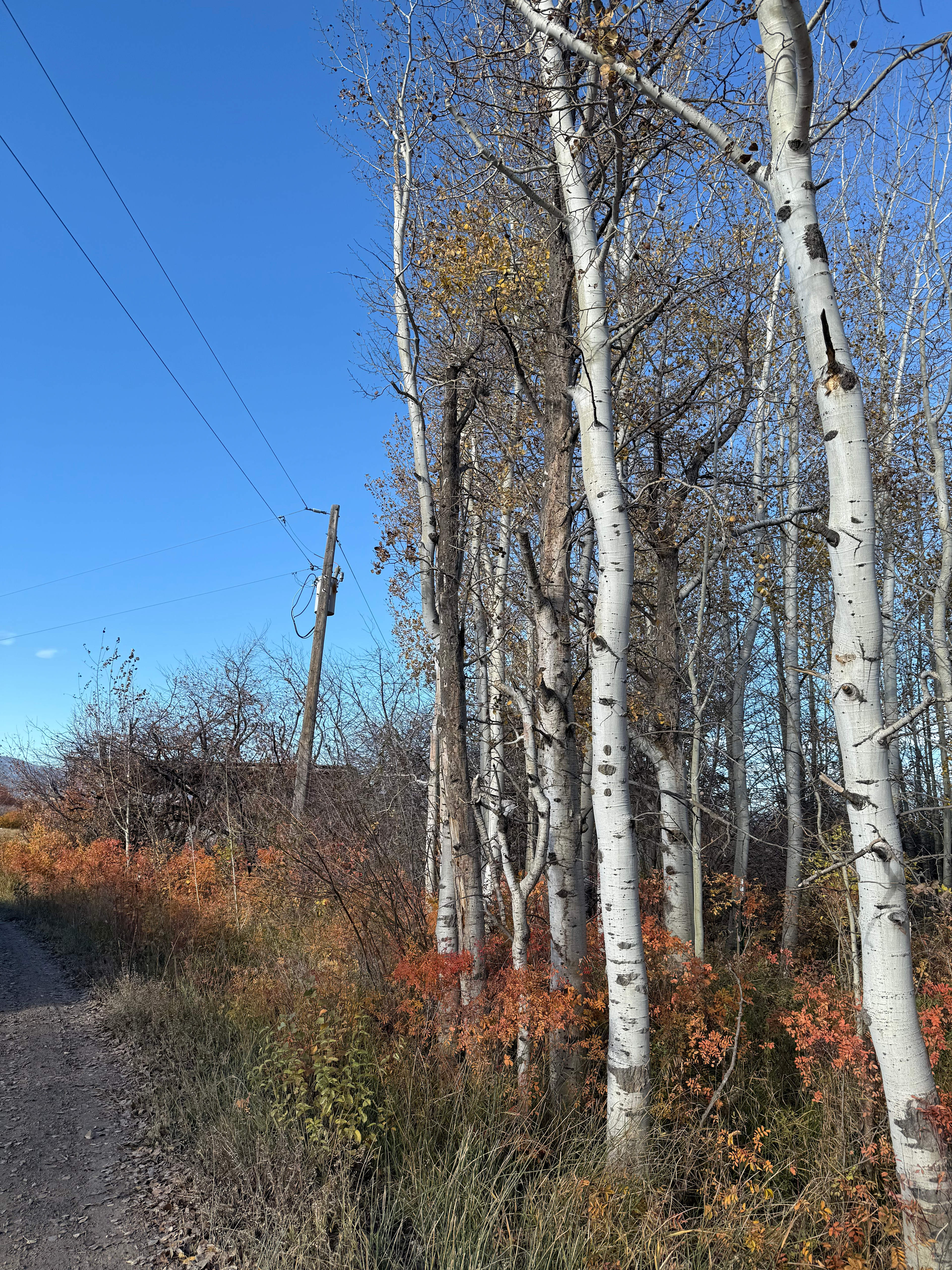 Fall color along road