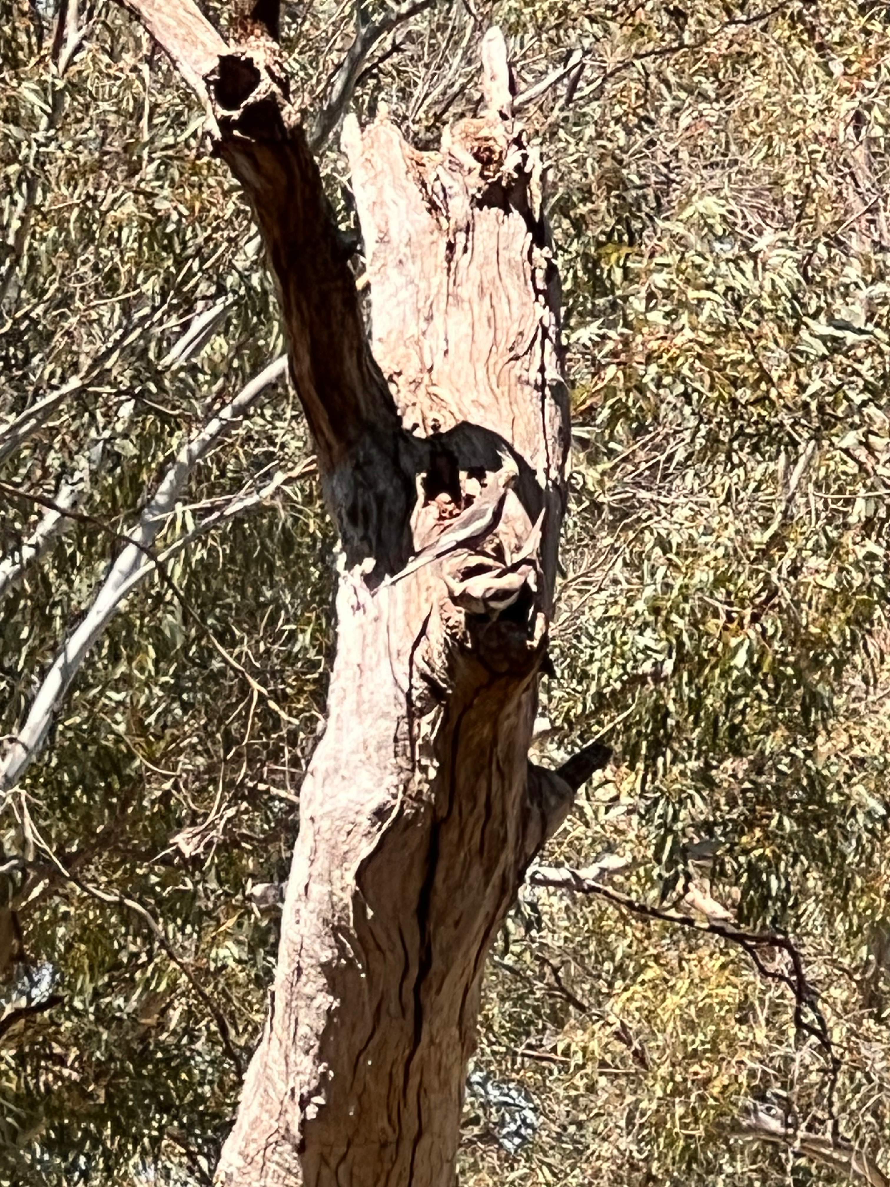 Wendouree Creek Camp