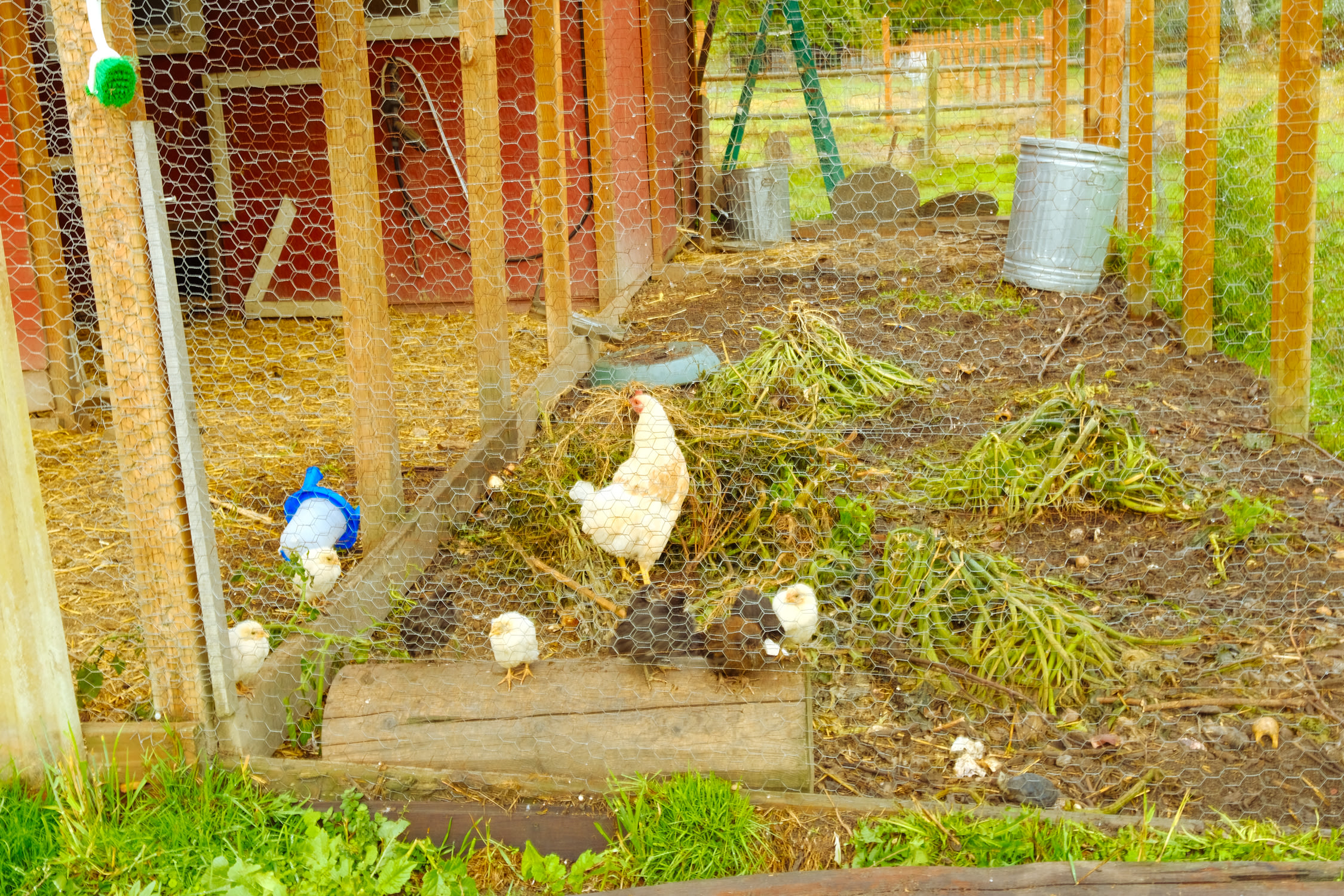 Chicks and chickens!