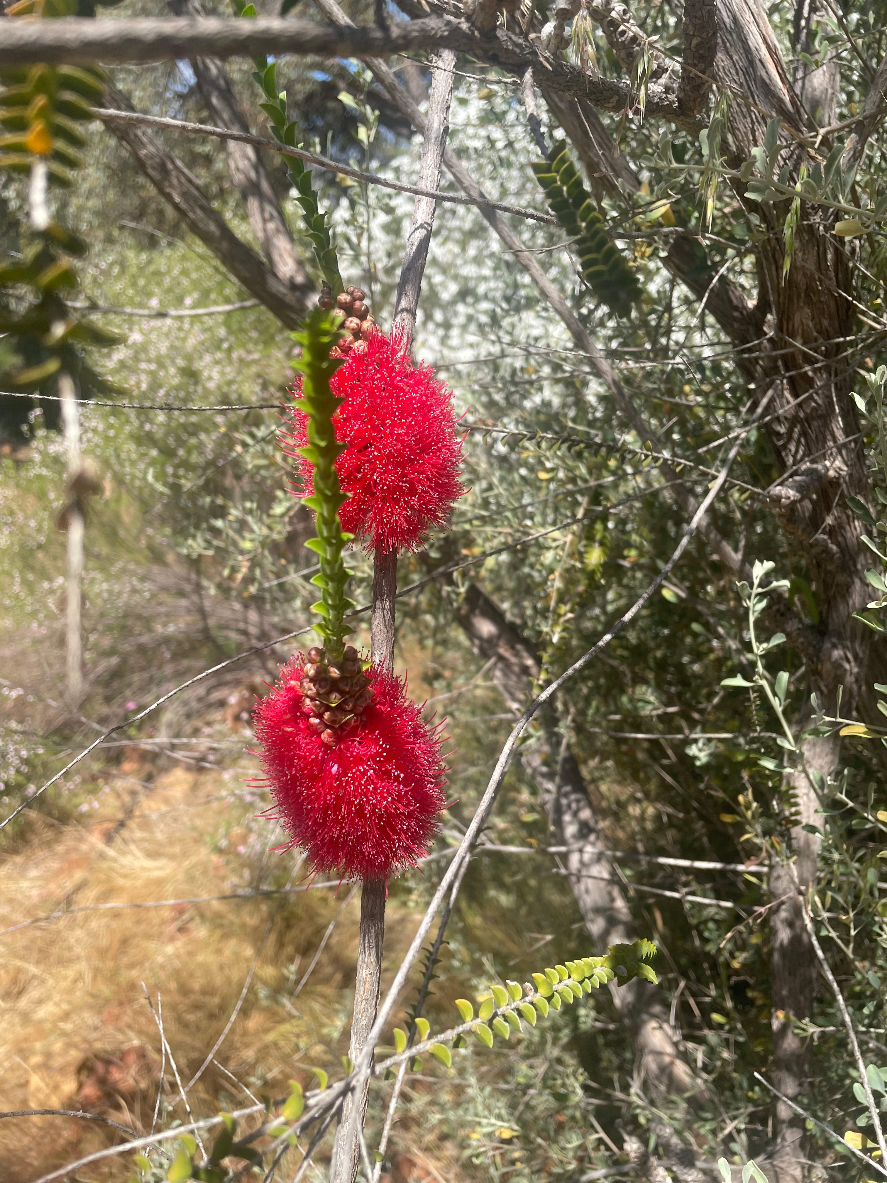 Julimar Forest Camp