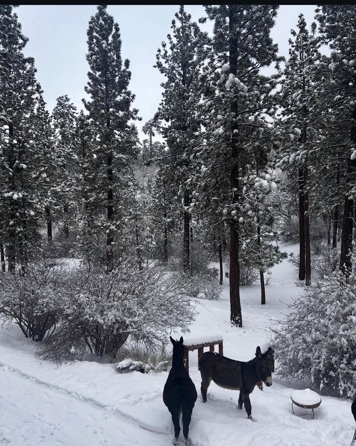 Bear Hollow Camp Site