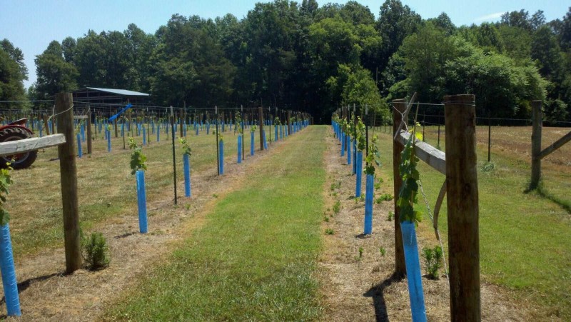 Northfield Vineyards Winery