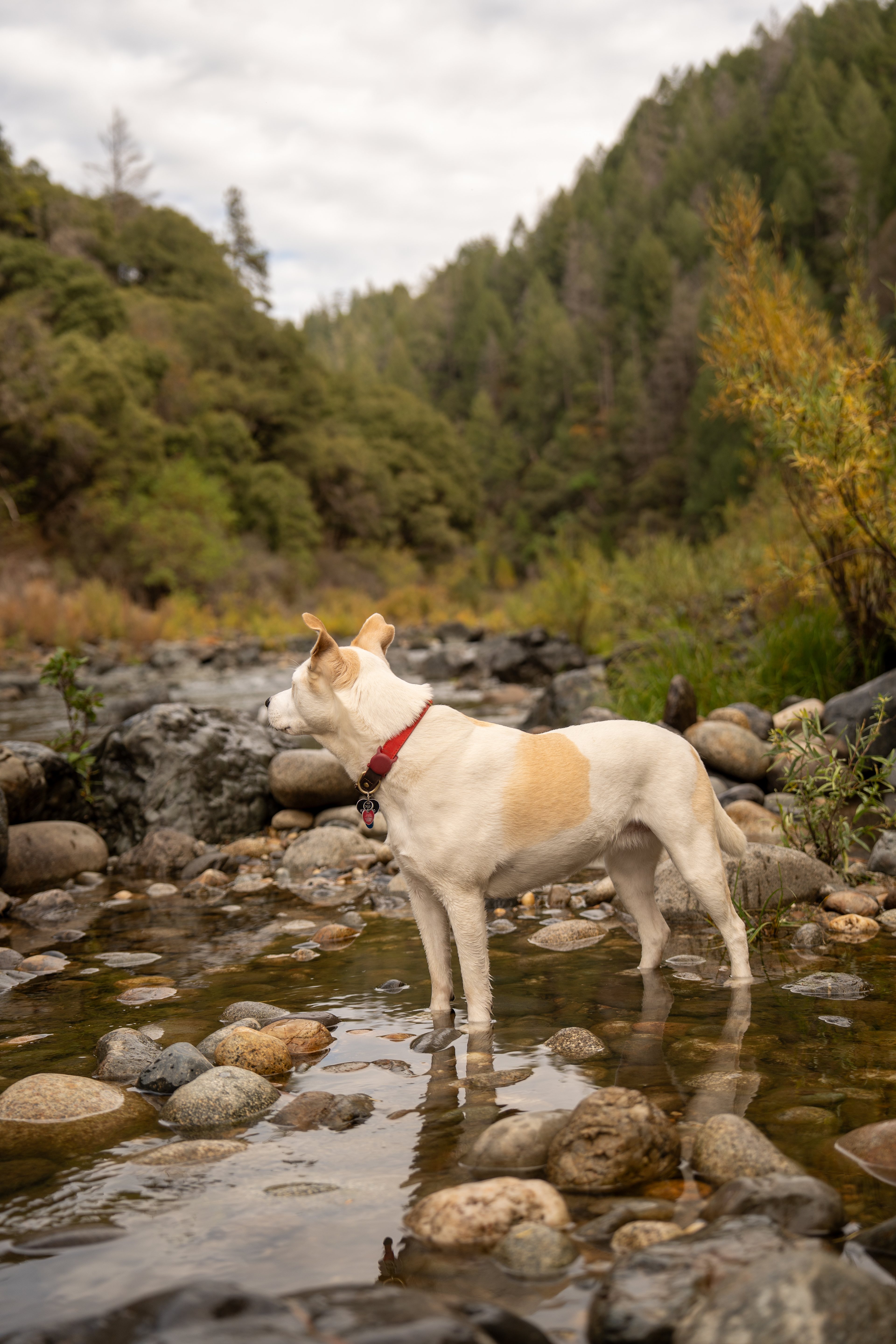 Our pup loved exploring down at the river (only a 7 minute drive to Edwards Crossing!)