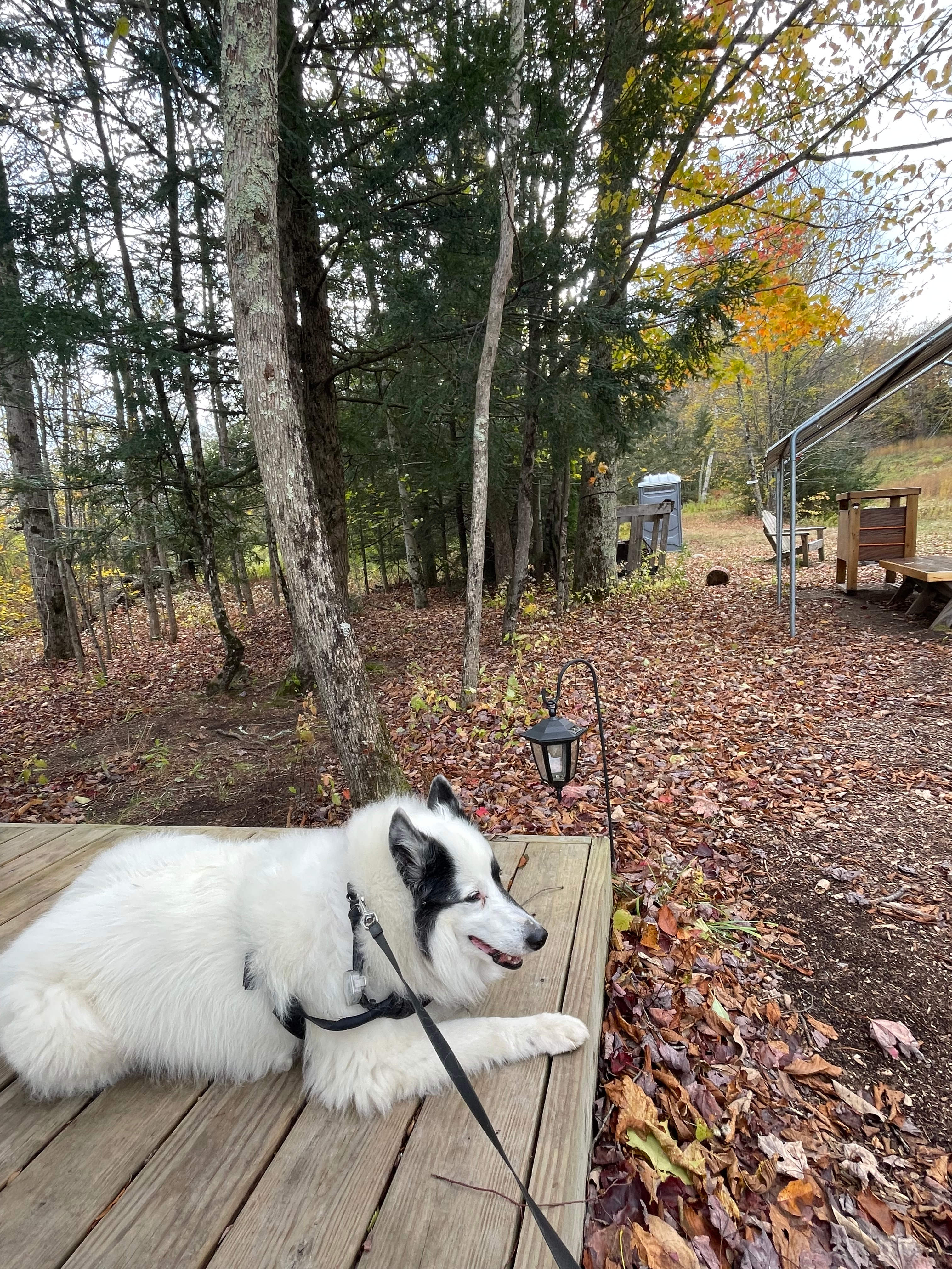 Dog friendly. Zippered tent so they can’t run out at night, 