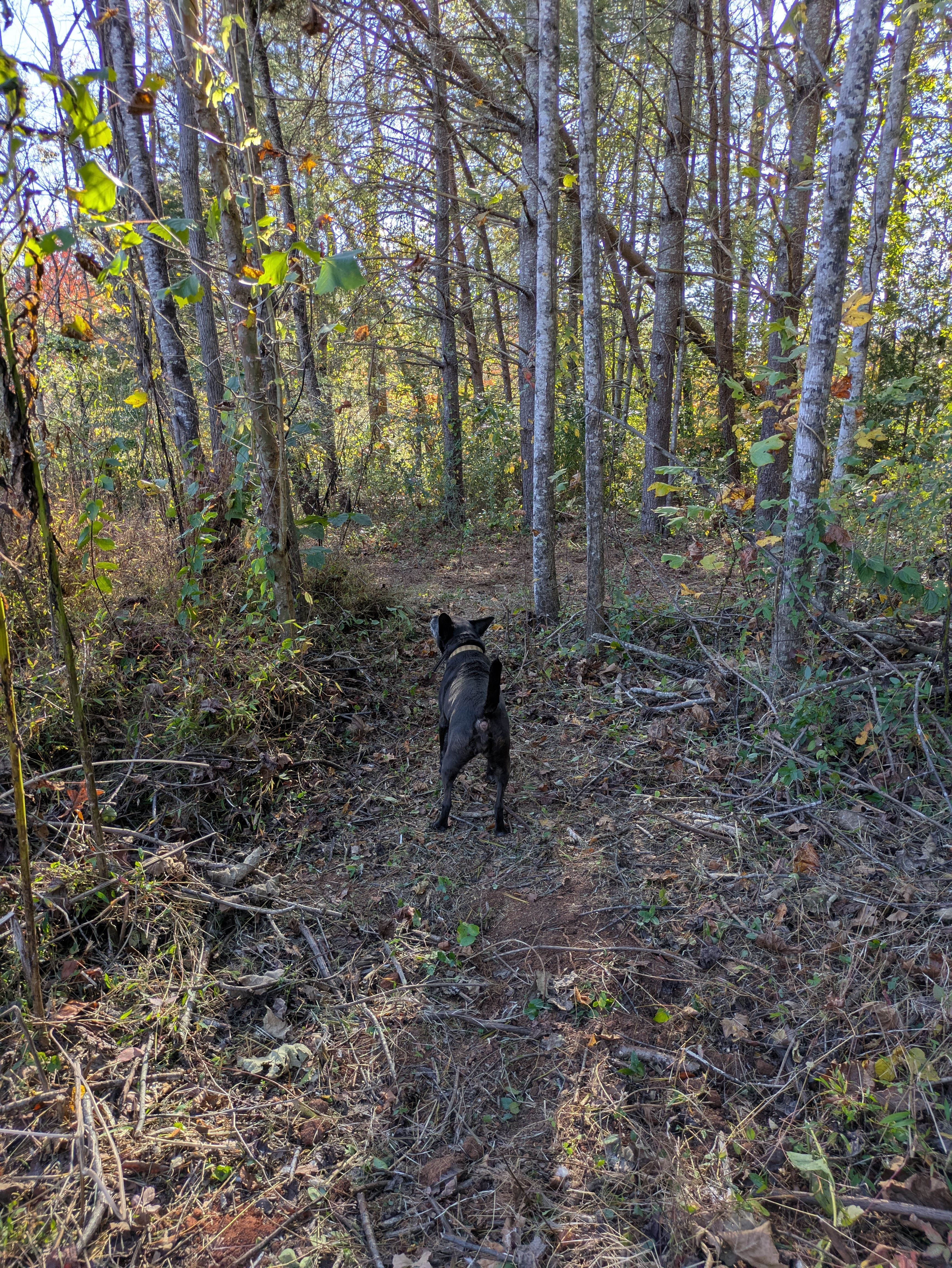 campsite is large enough for a medium size tent with some room to move around