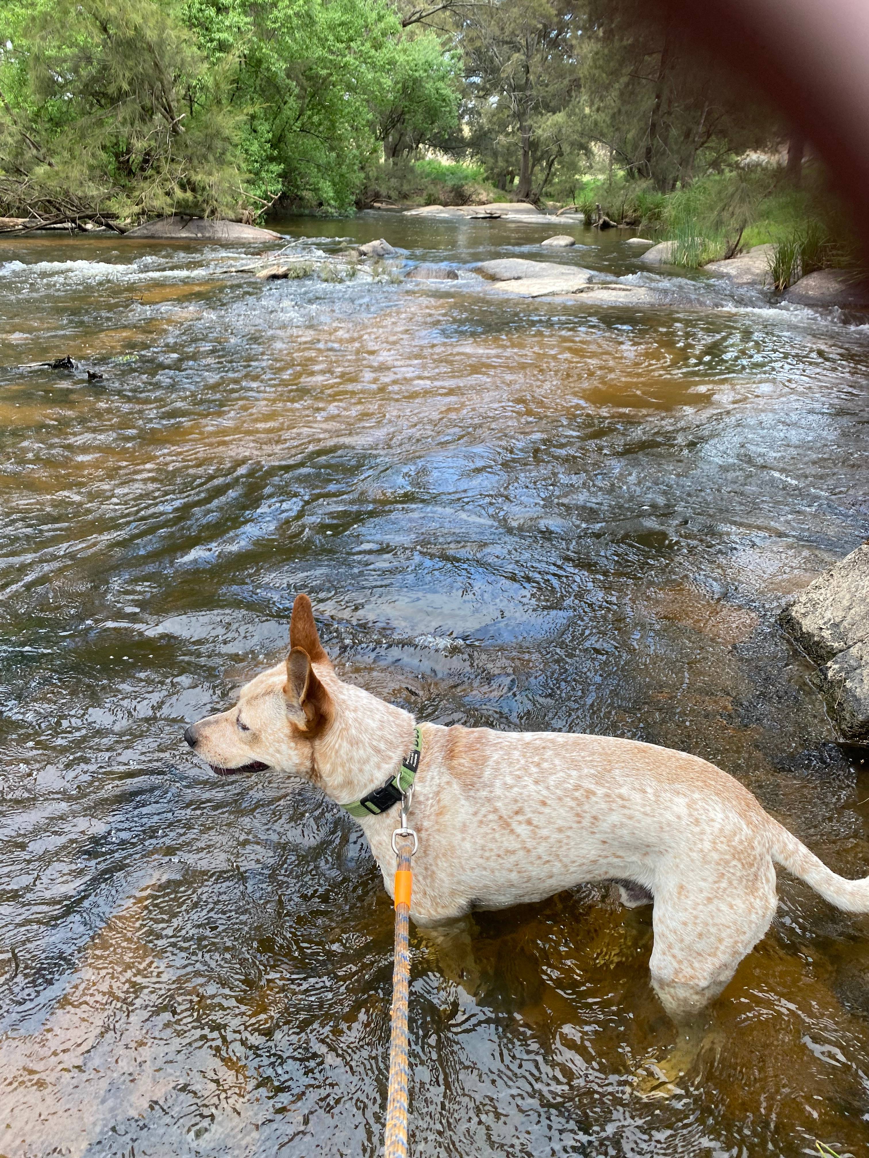 Windy Oaks Farm, O'Connell