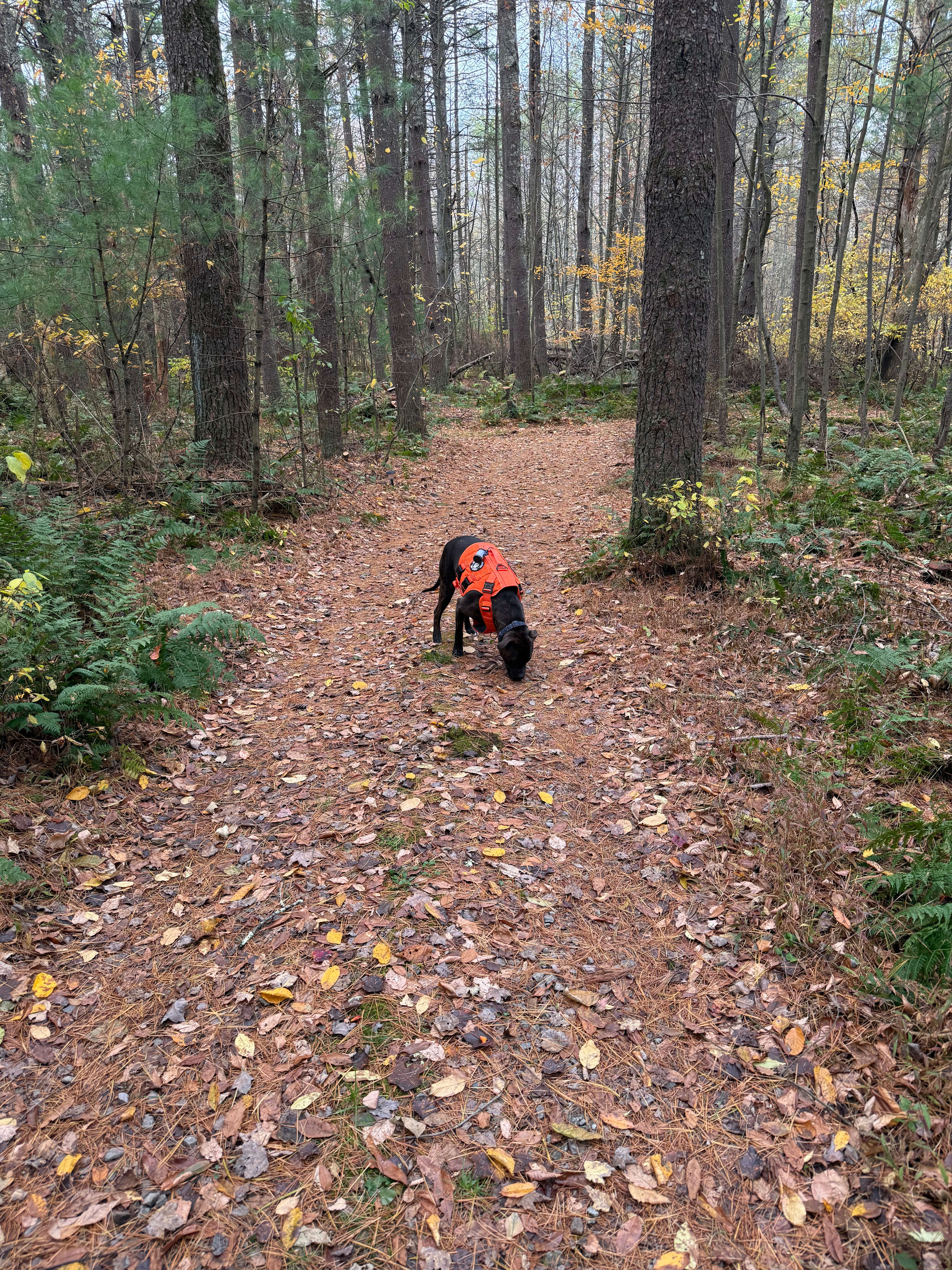Plenty of trails to explore