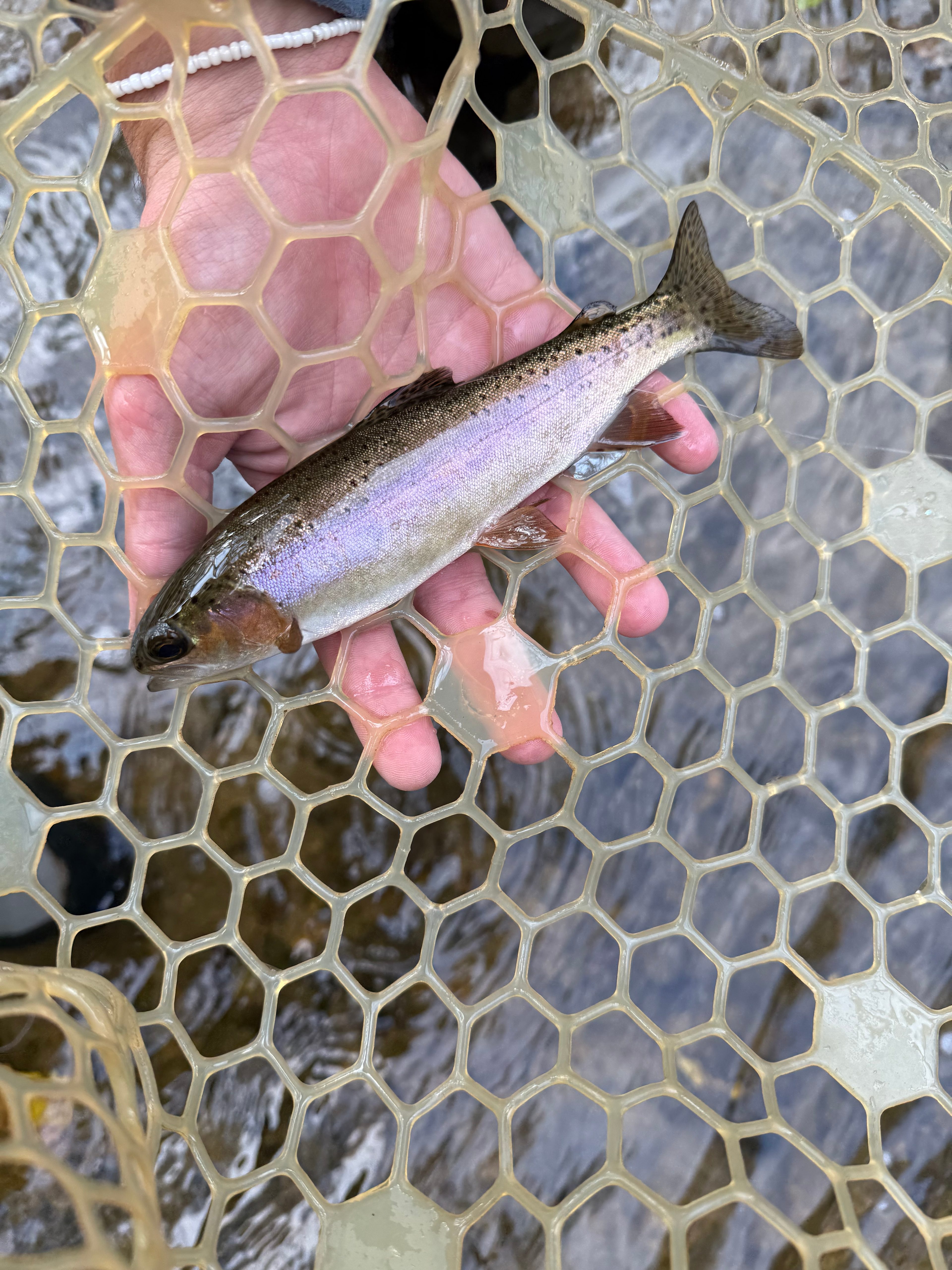 Beech Grove River Spot