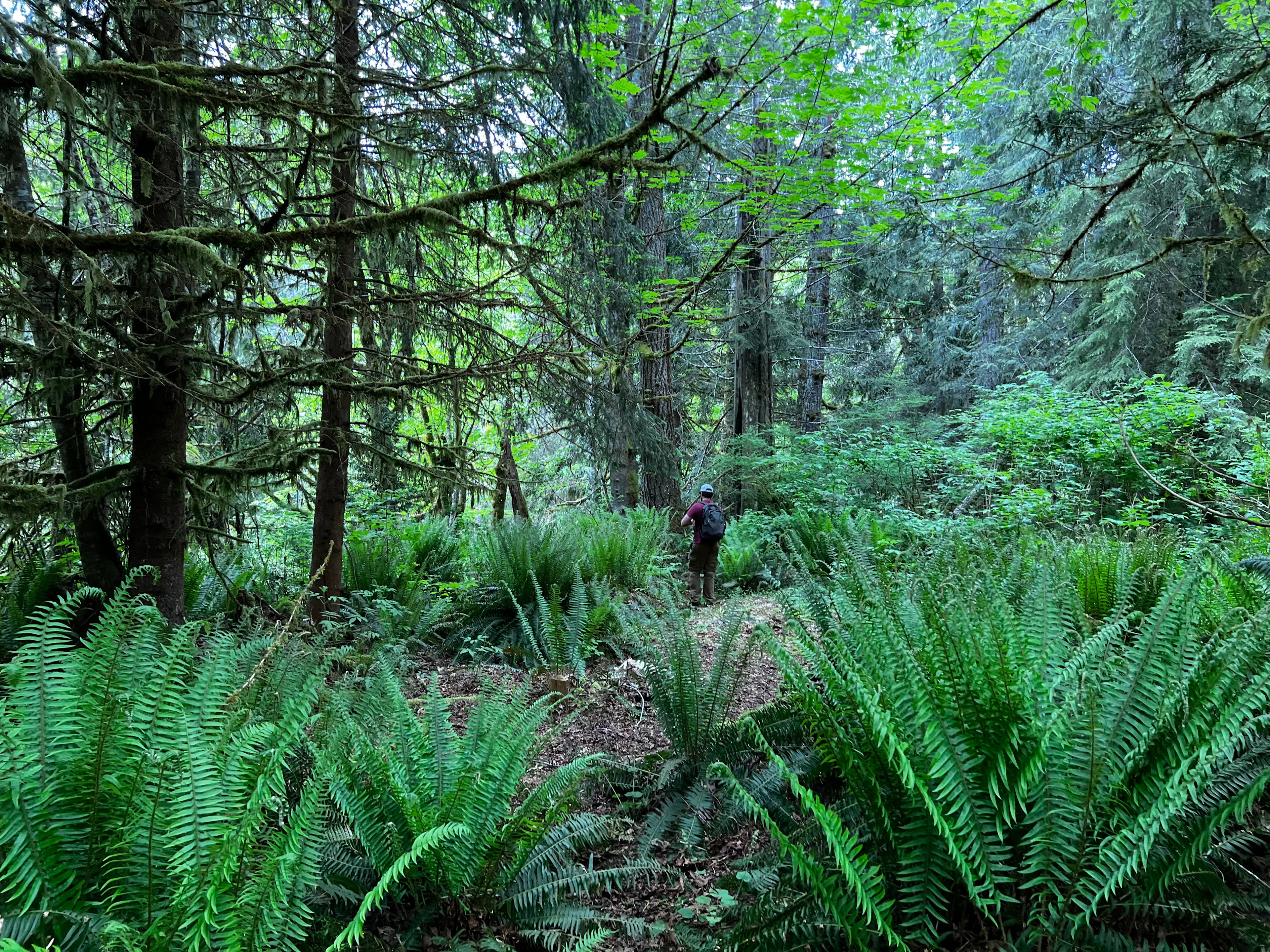 Bright Family Forest
