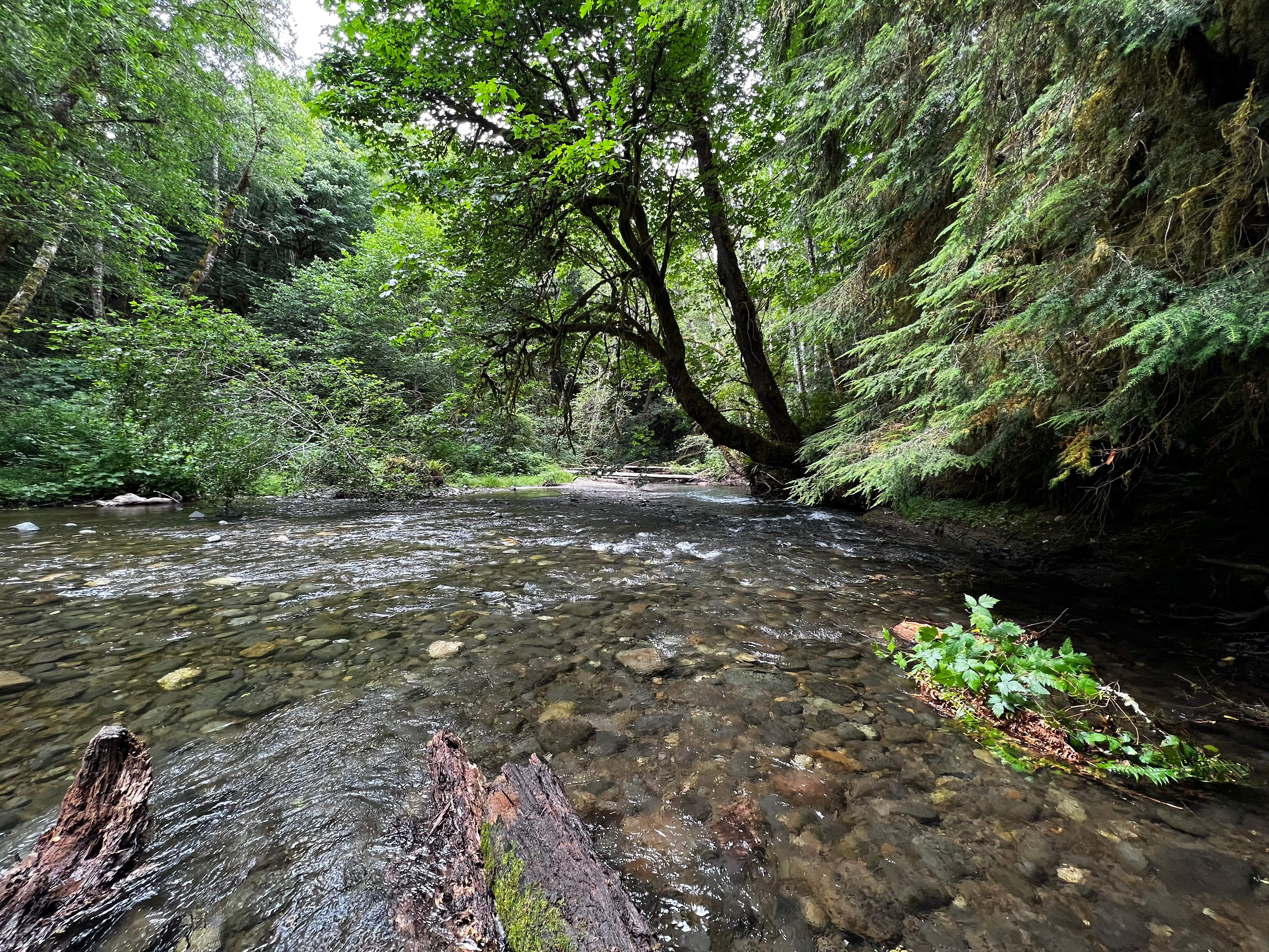 Bright Family Forest