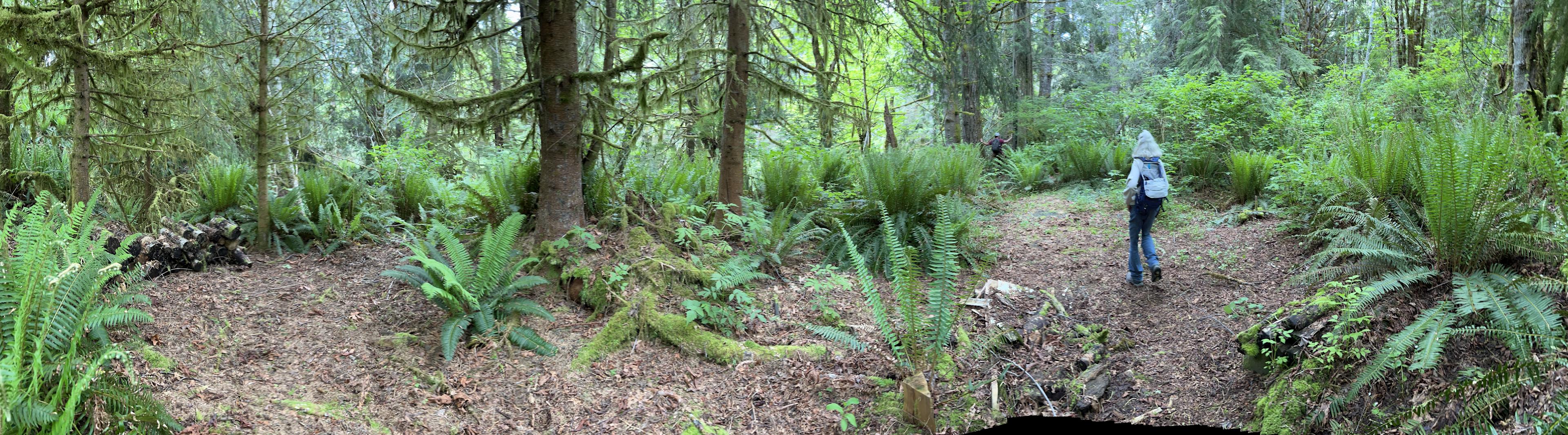 Bright Family Forest