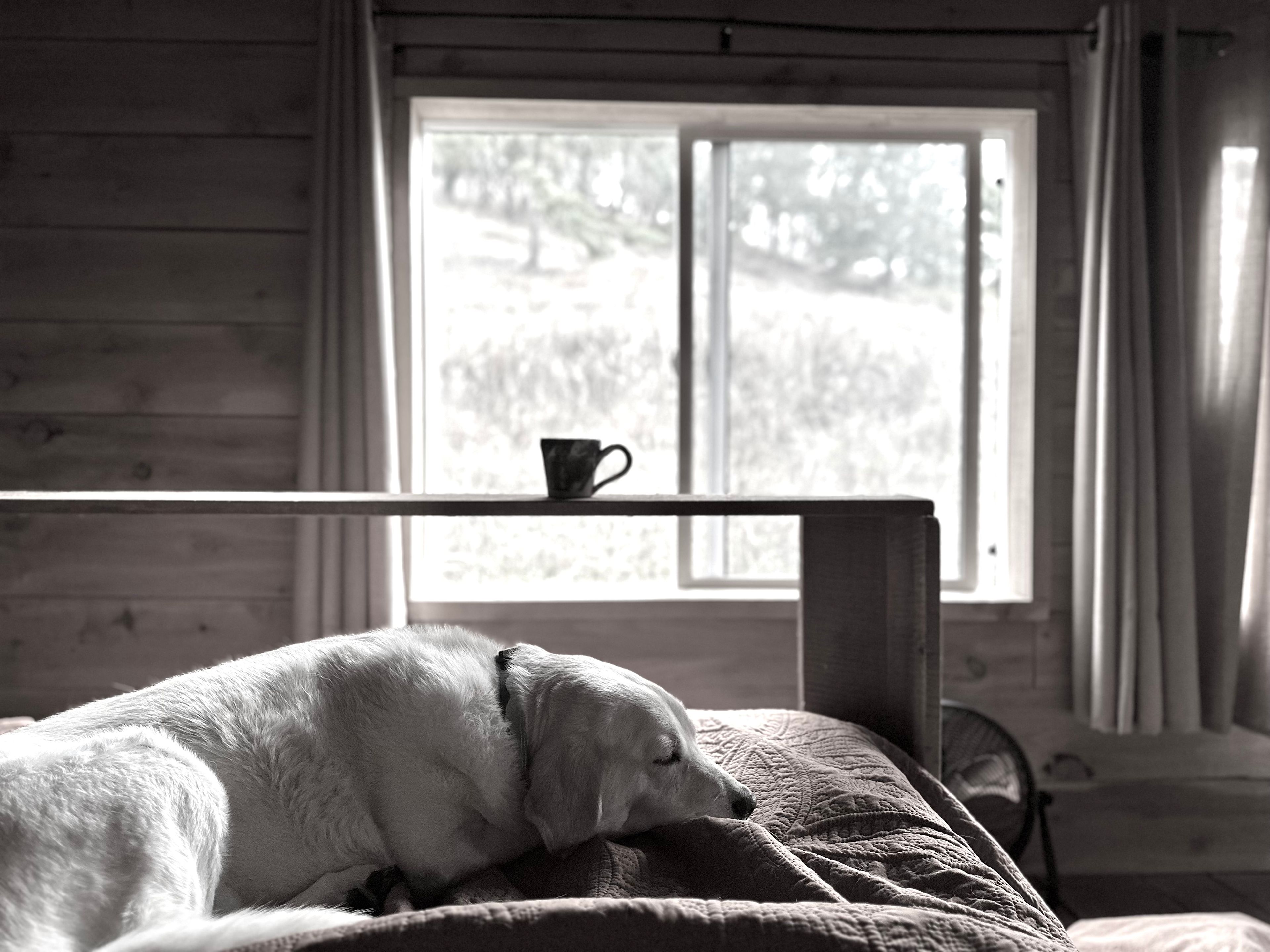 Secluded Forest Haven