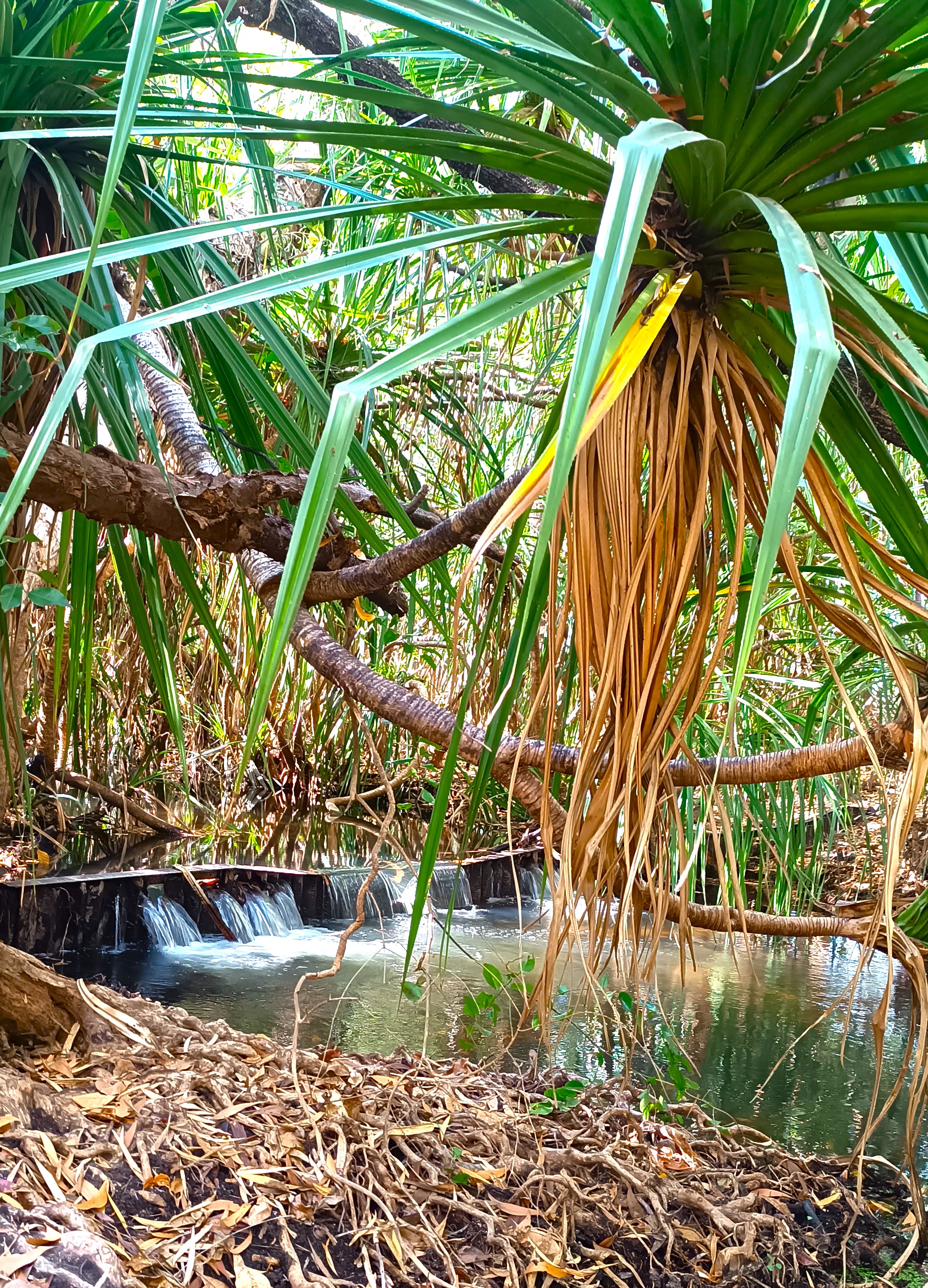 Coomalie Creek Tourist Park