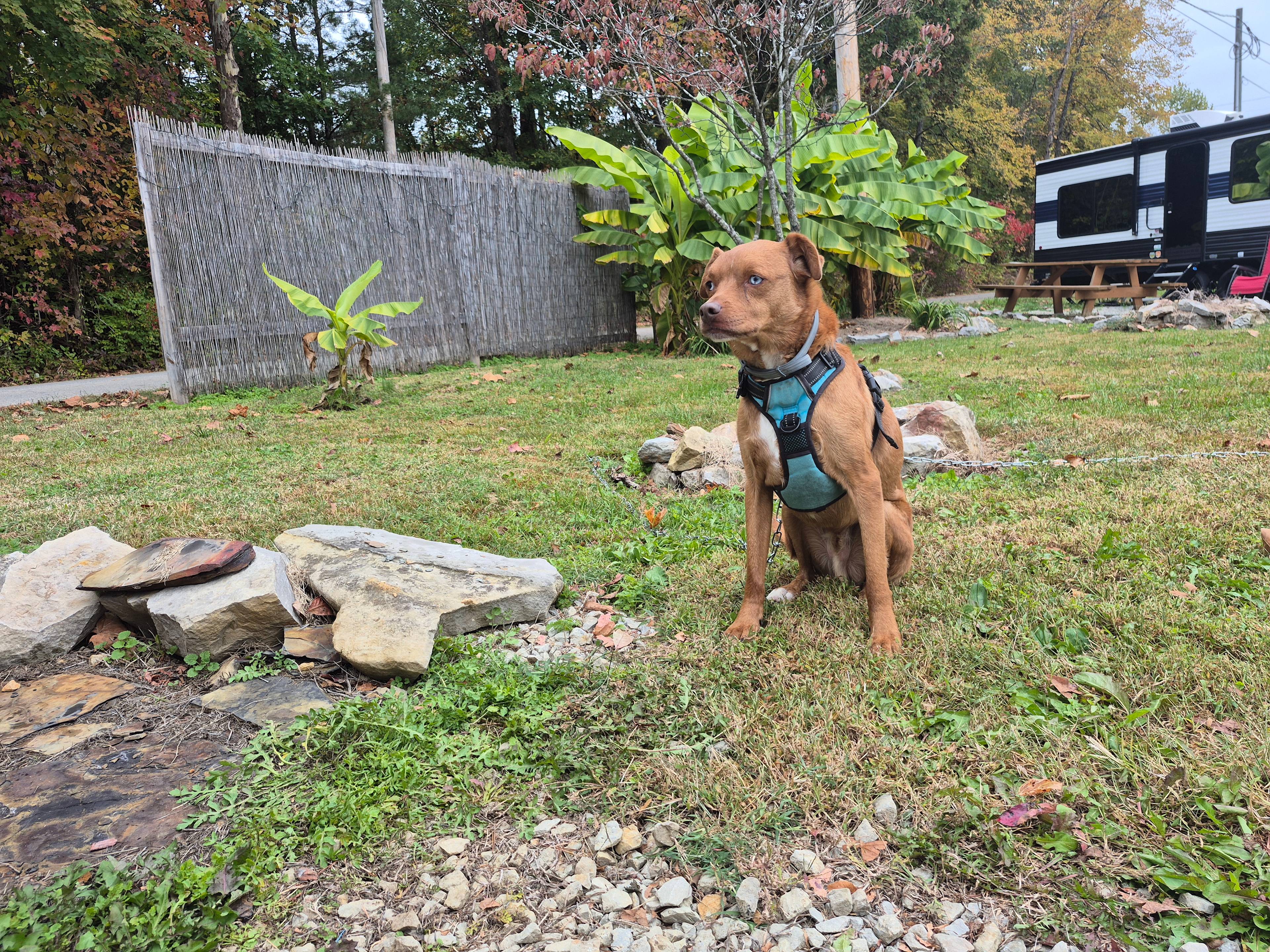 Full hookup RV Fairy land because of all the little Christmas lights that come on every night