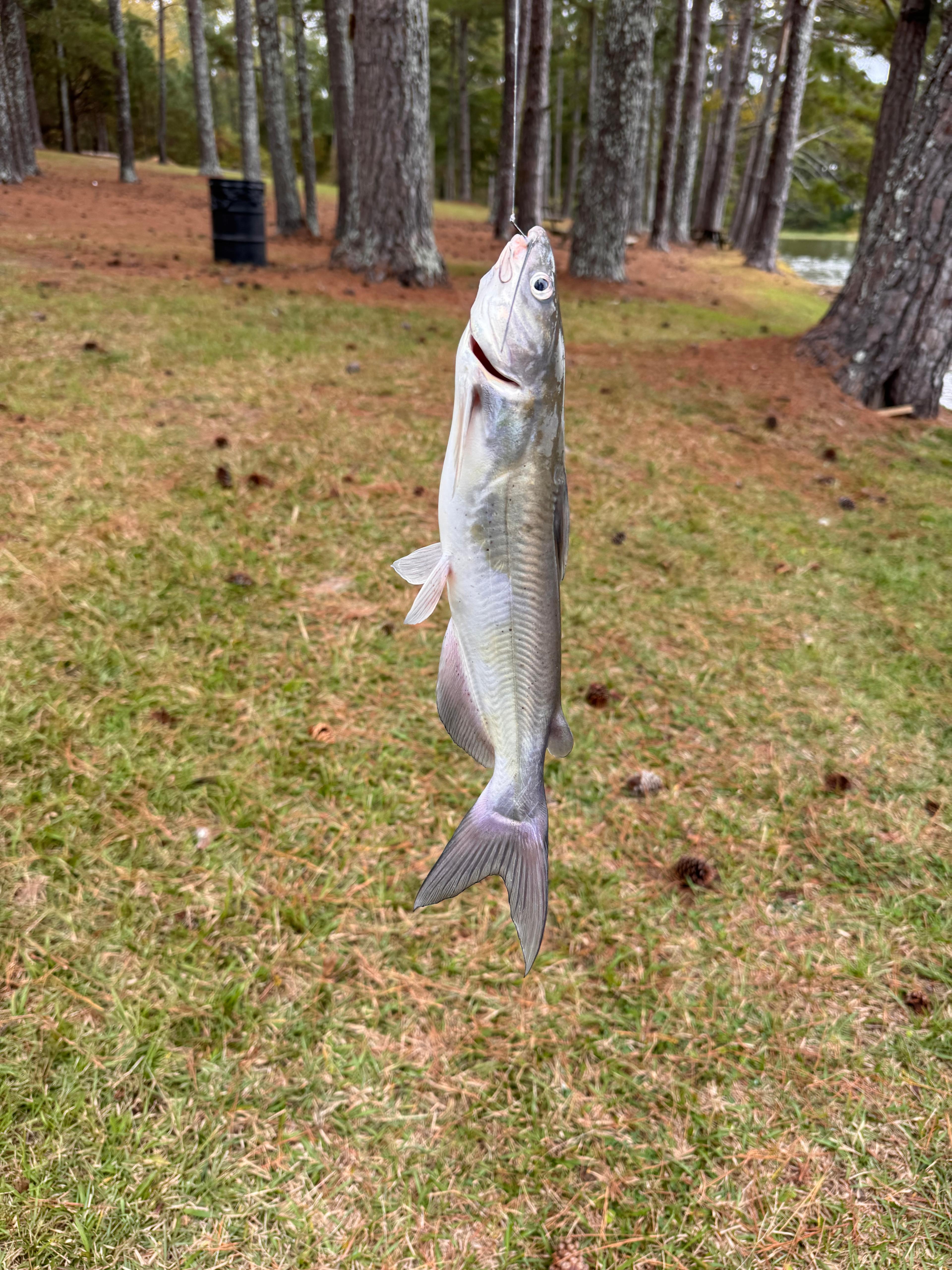 Serene Lakefront Retreat