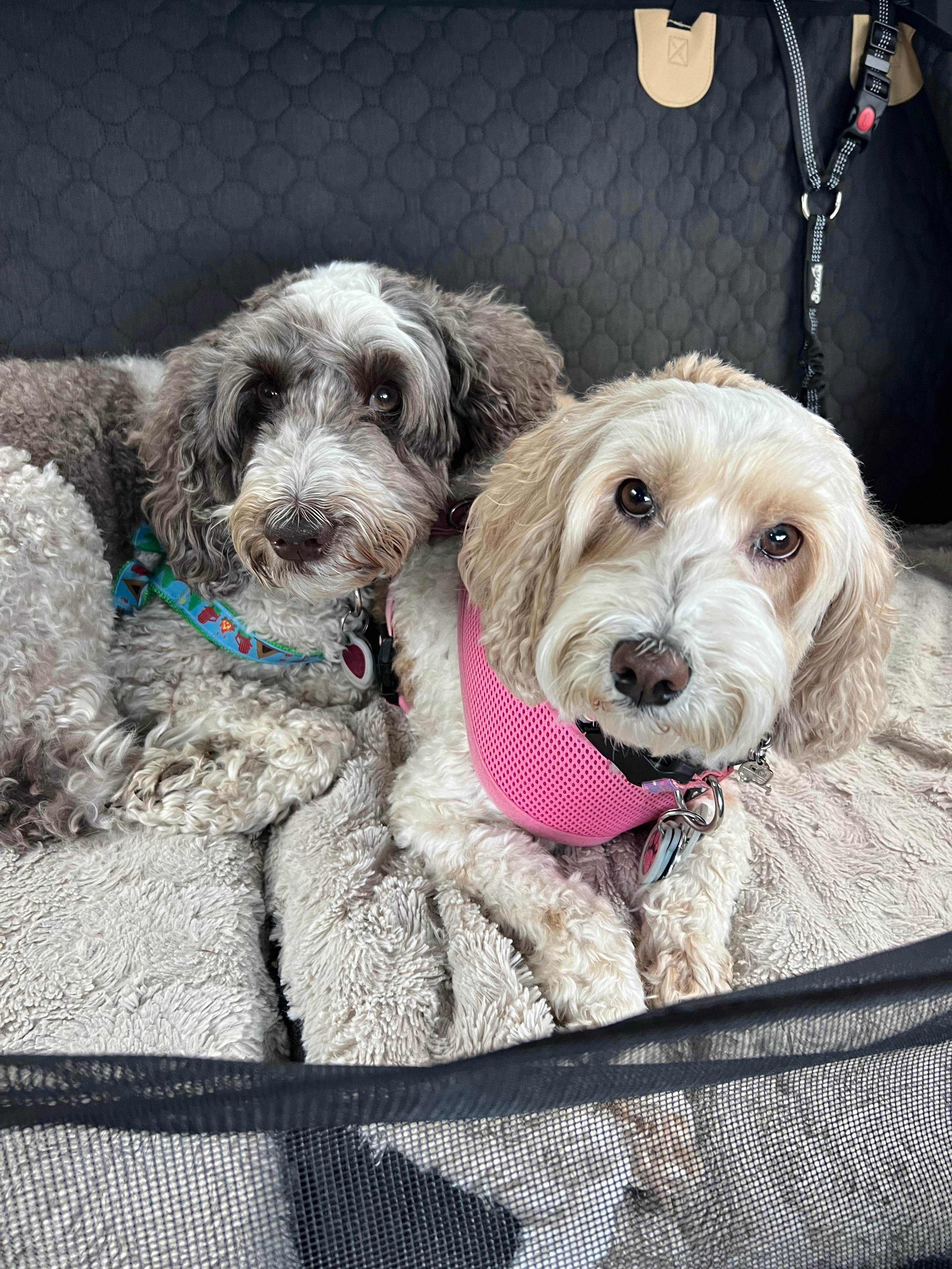 Tiki & Lani loving staying at Kickin In The Butte