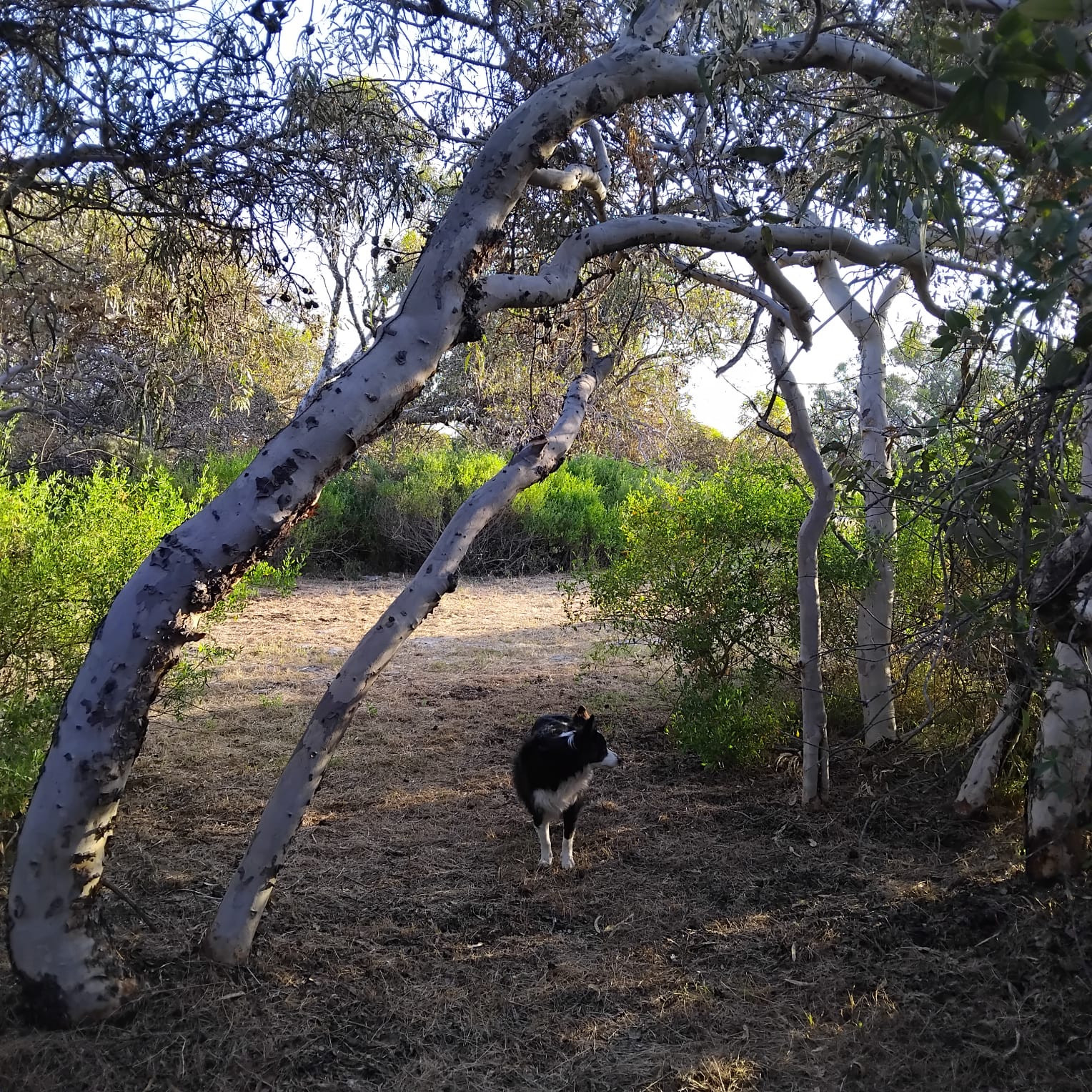 Melaleuca Hideaway