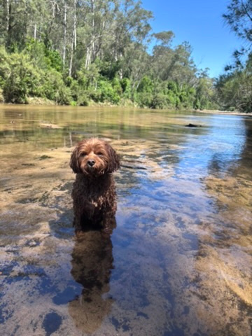 Whispering Gums Colo River Camping