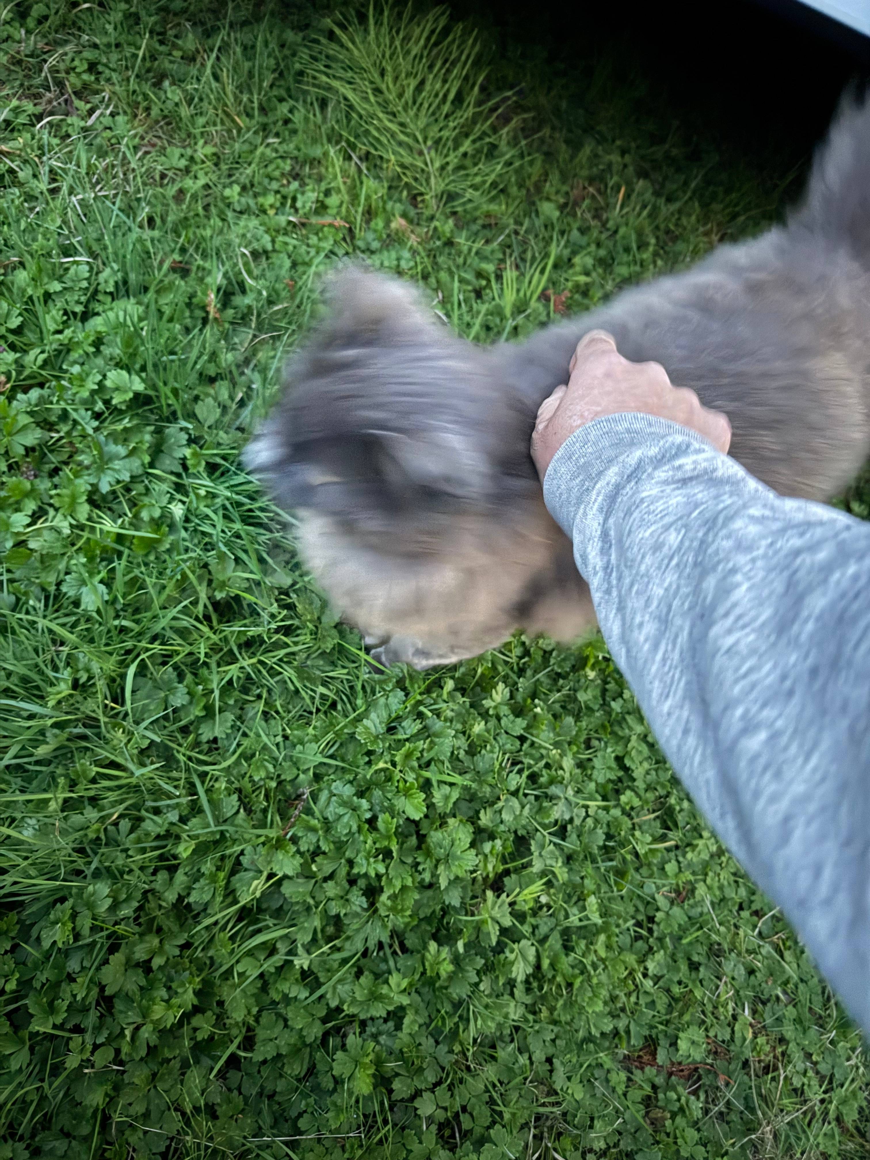 Neighborhood cat came to say hey