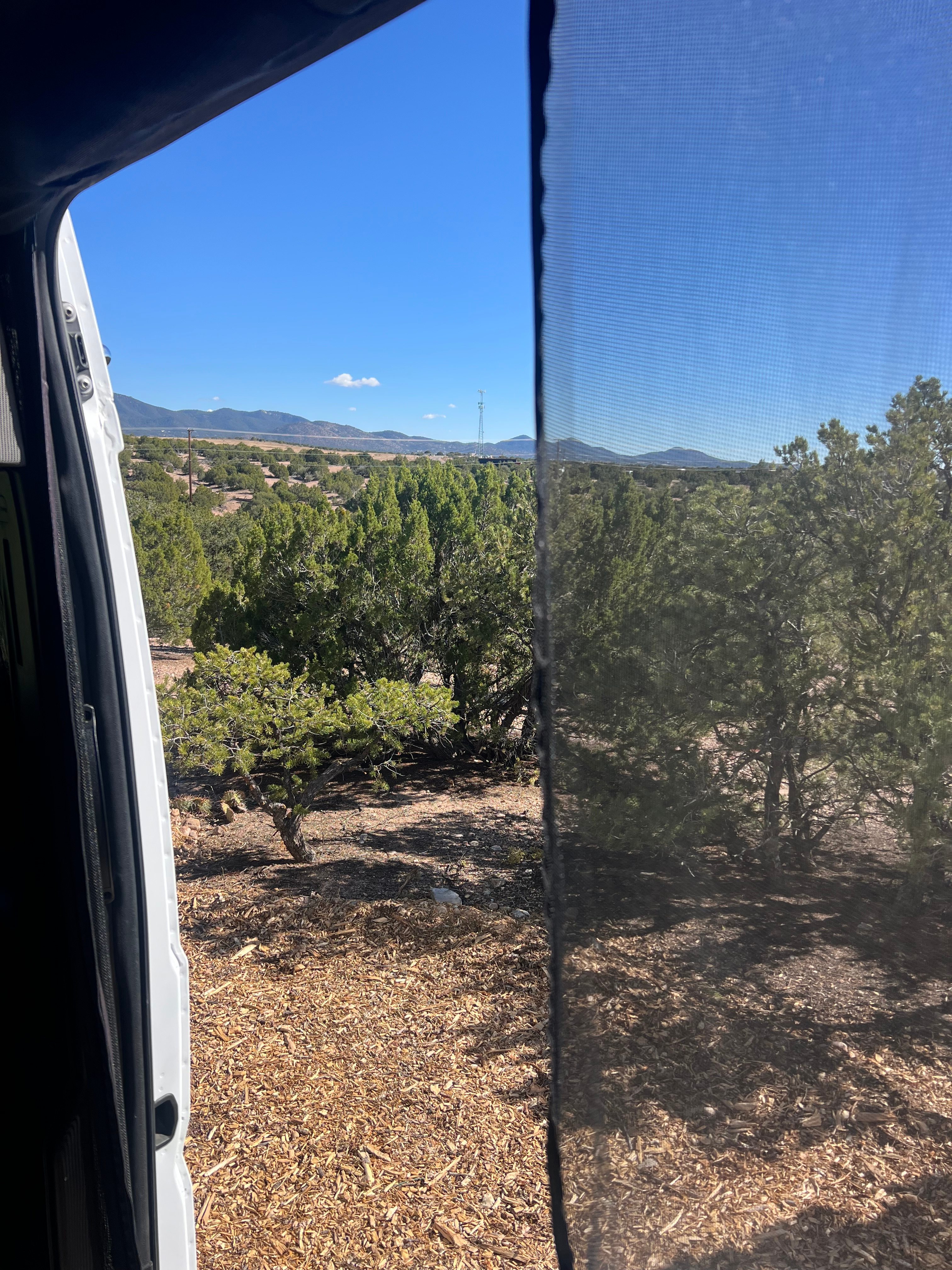 Piñon Pine And Prickly Pear