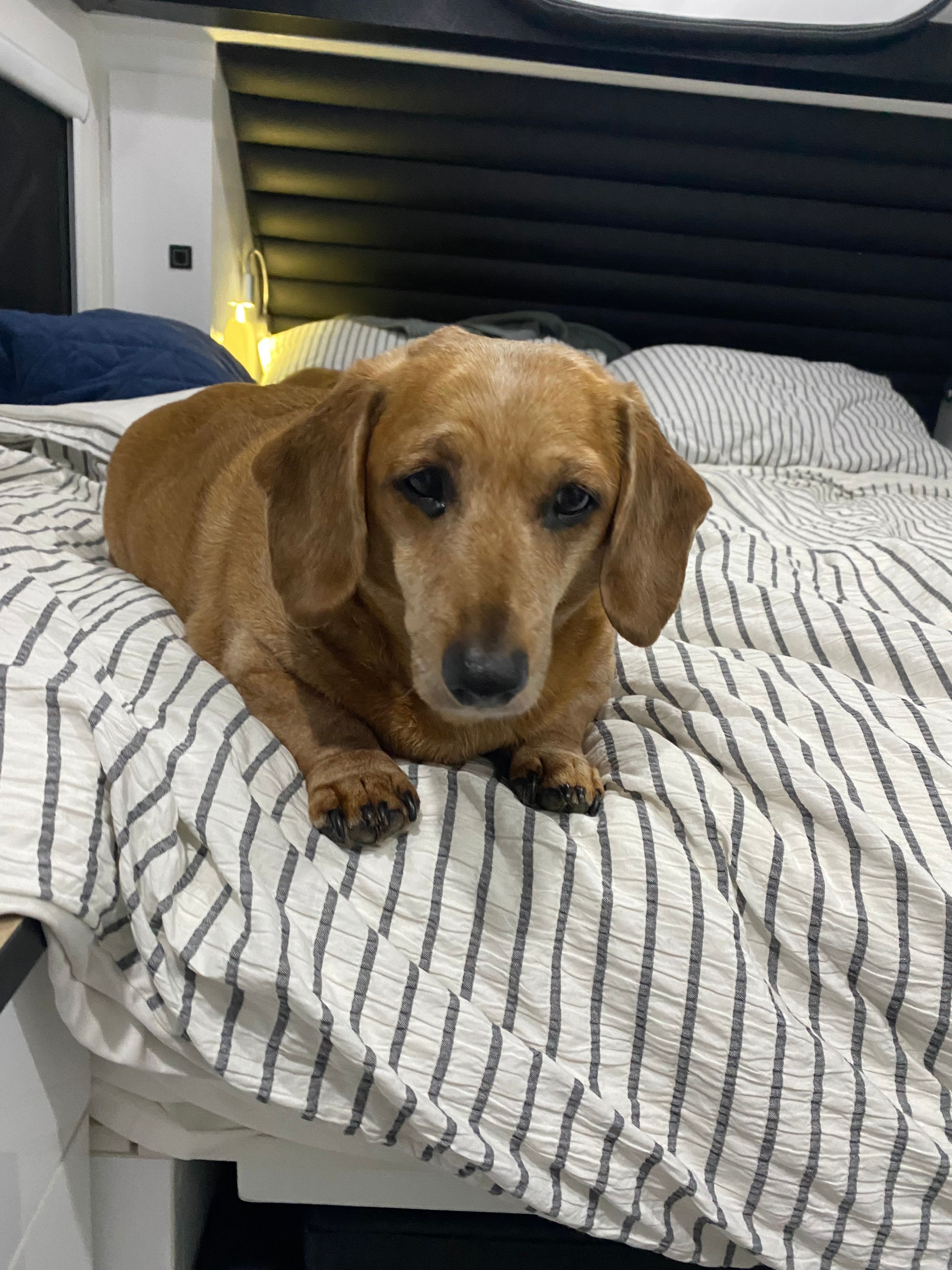 McKenzie Creek Campsite